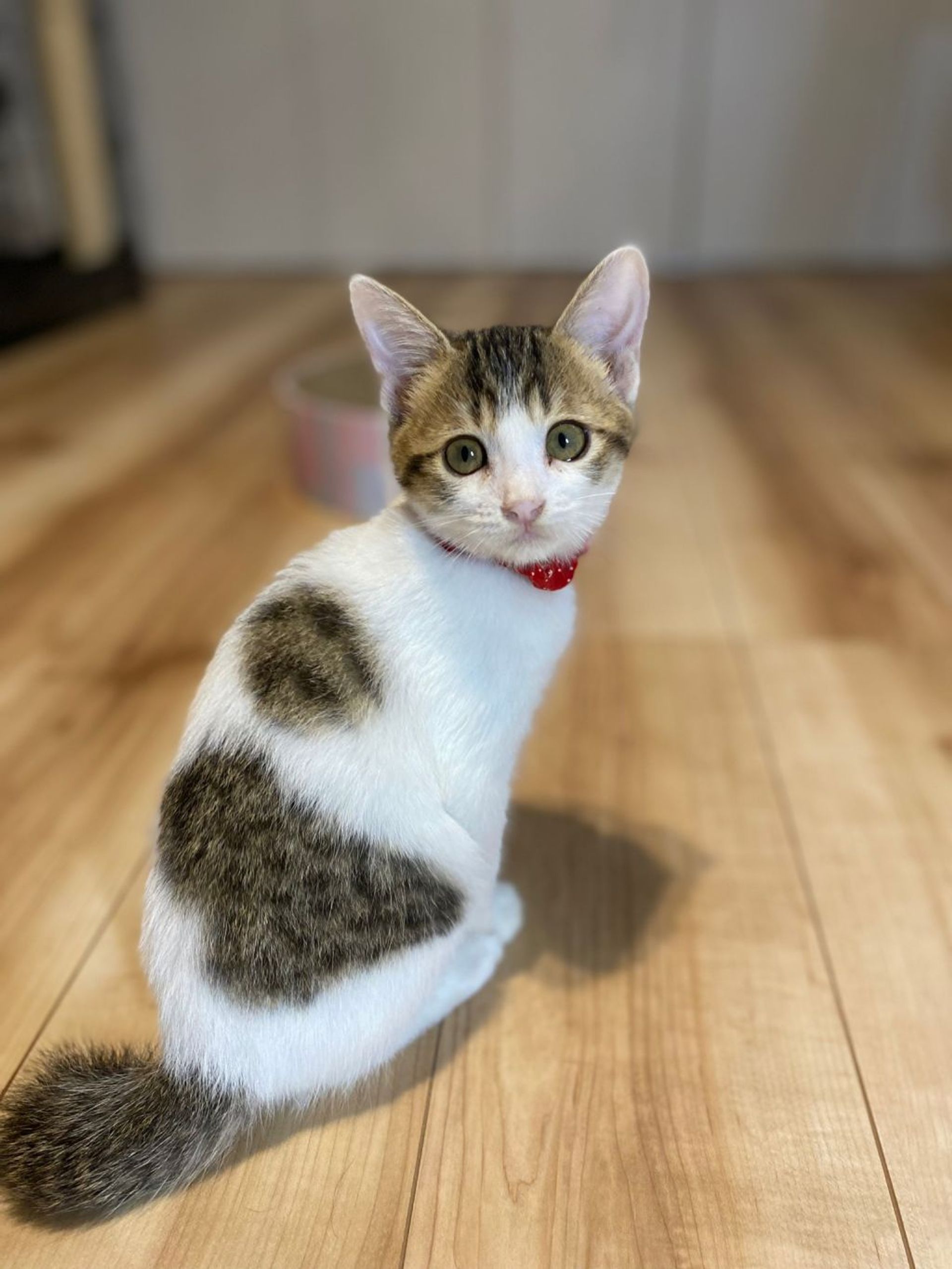 雑種（ミックス猫）・メスの里親募集の写真