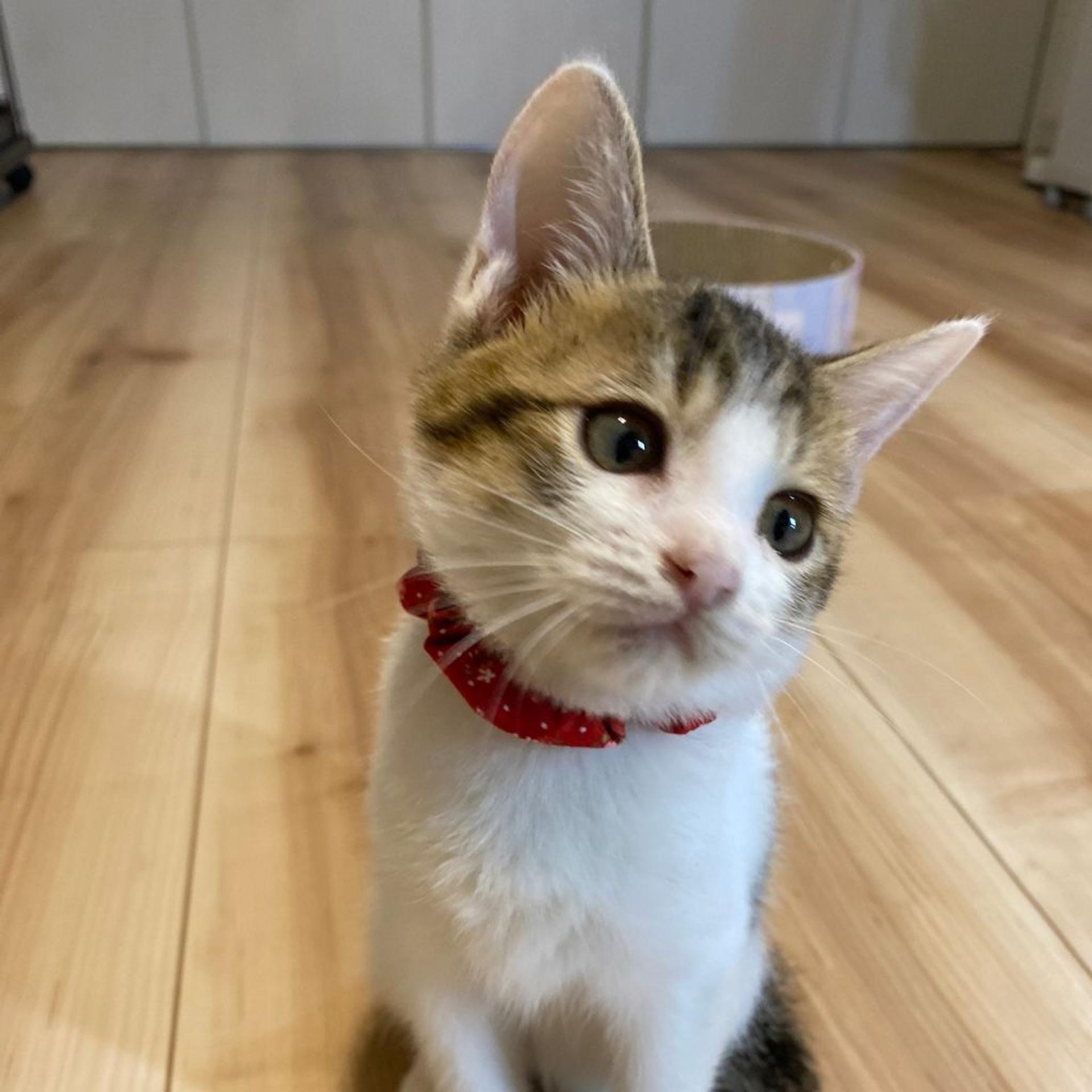 pet-image-5