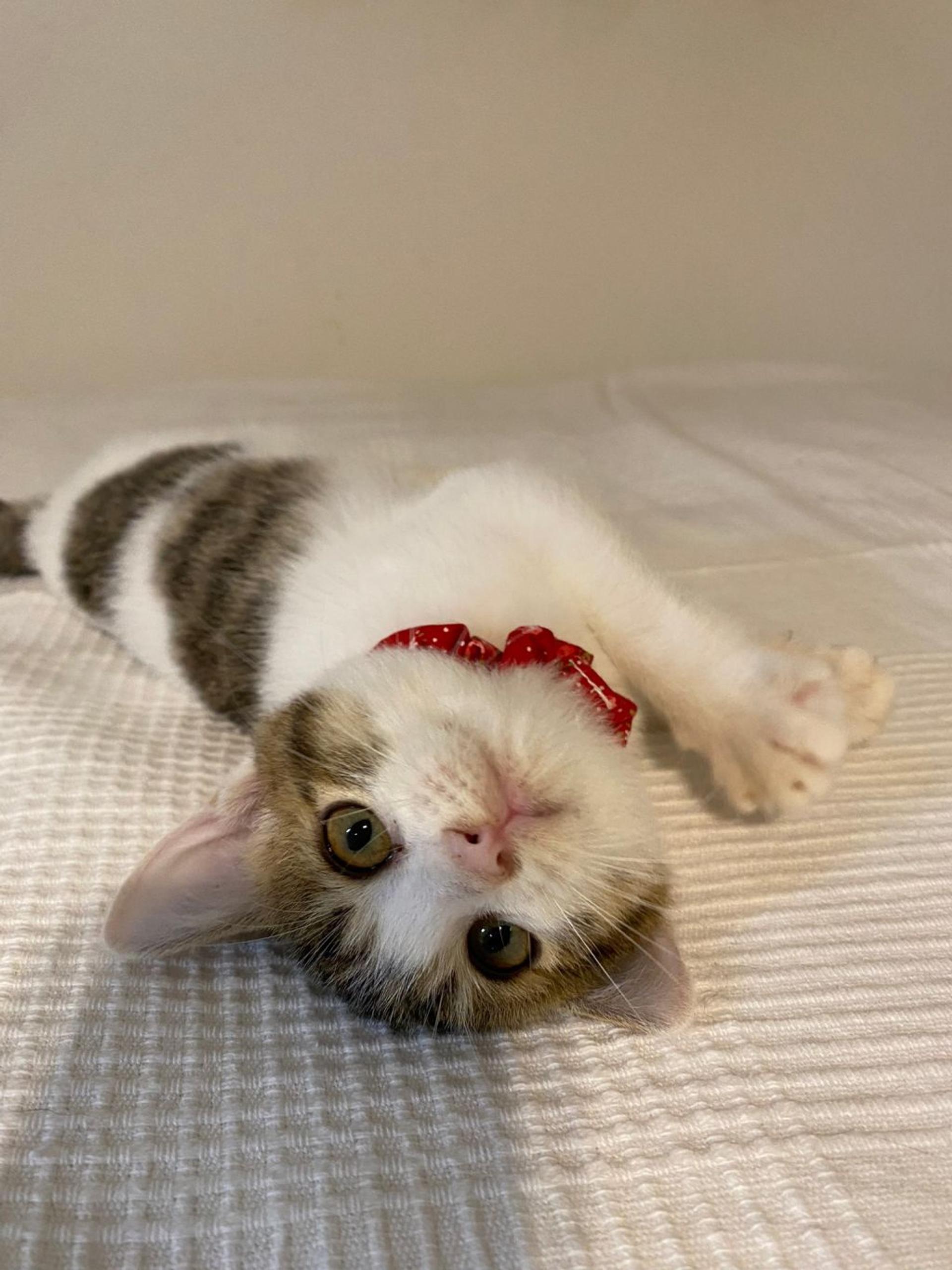 pet-image-6