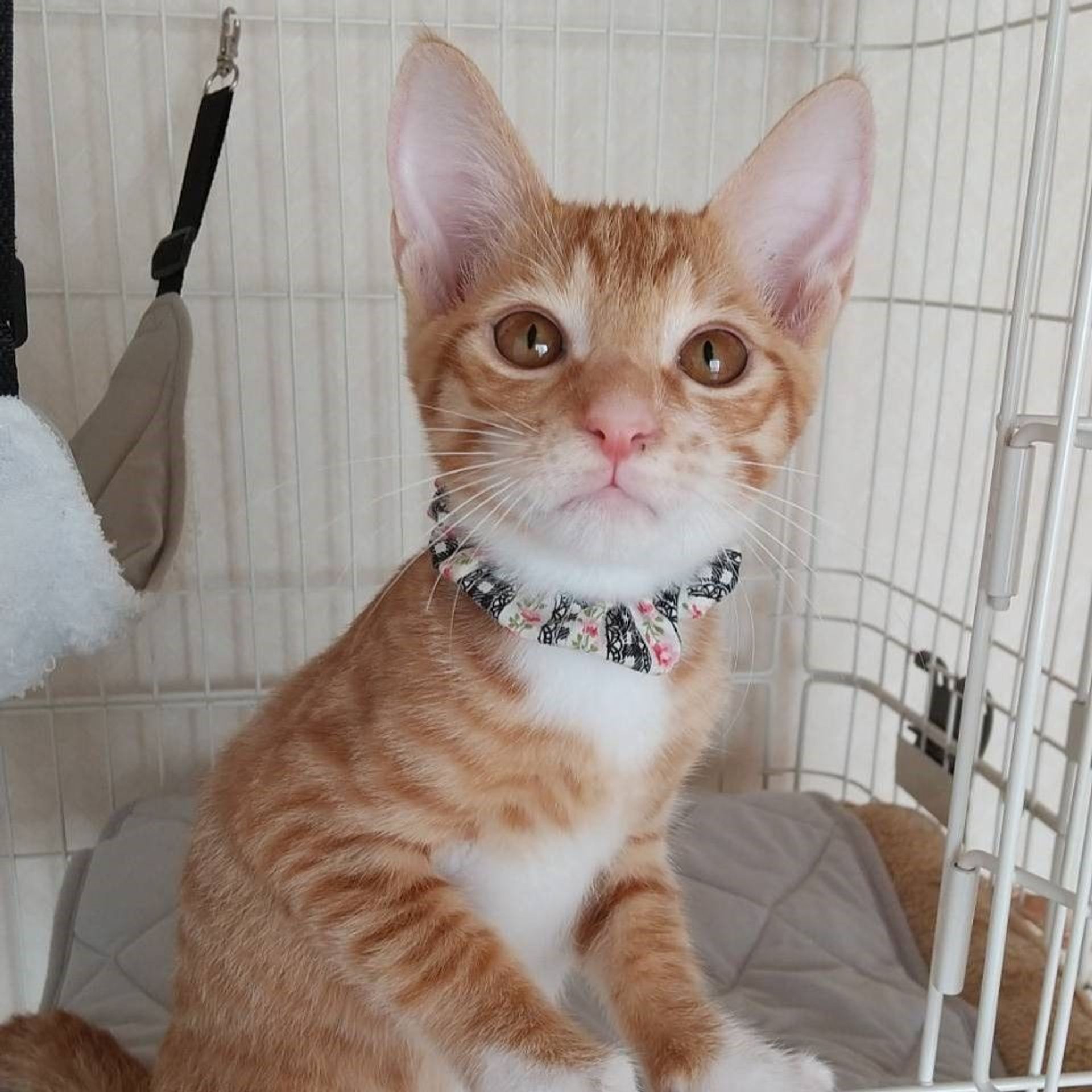 雑種（ミックス猫）・オスの里親募集の写真