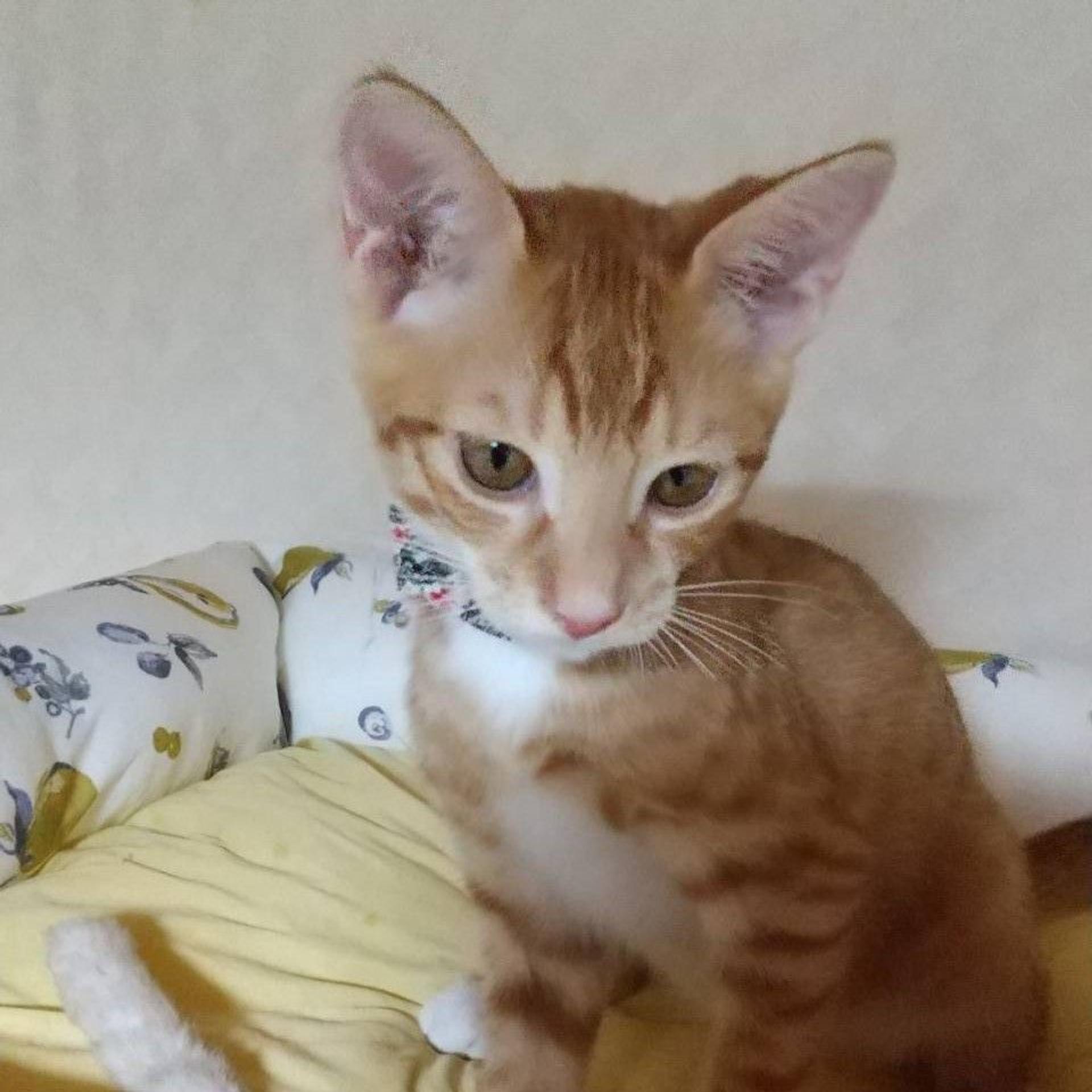 pet-image-7