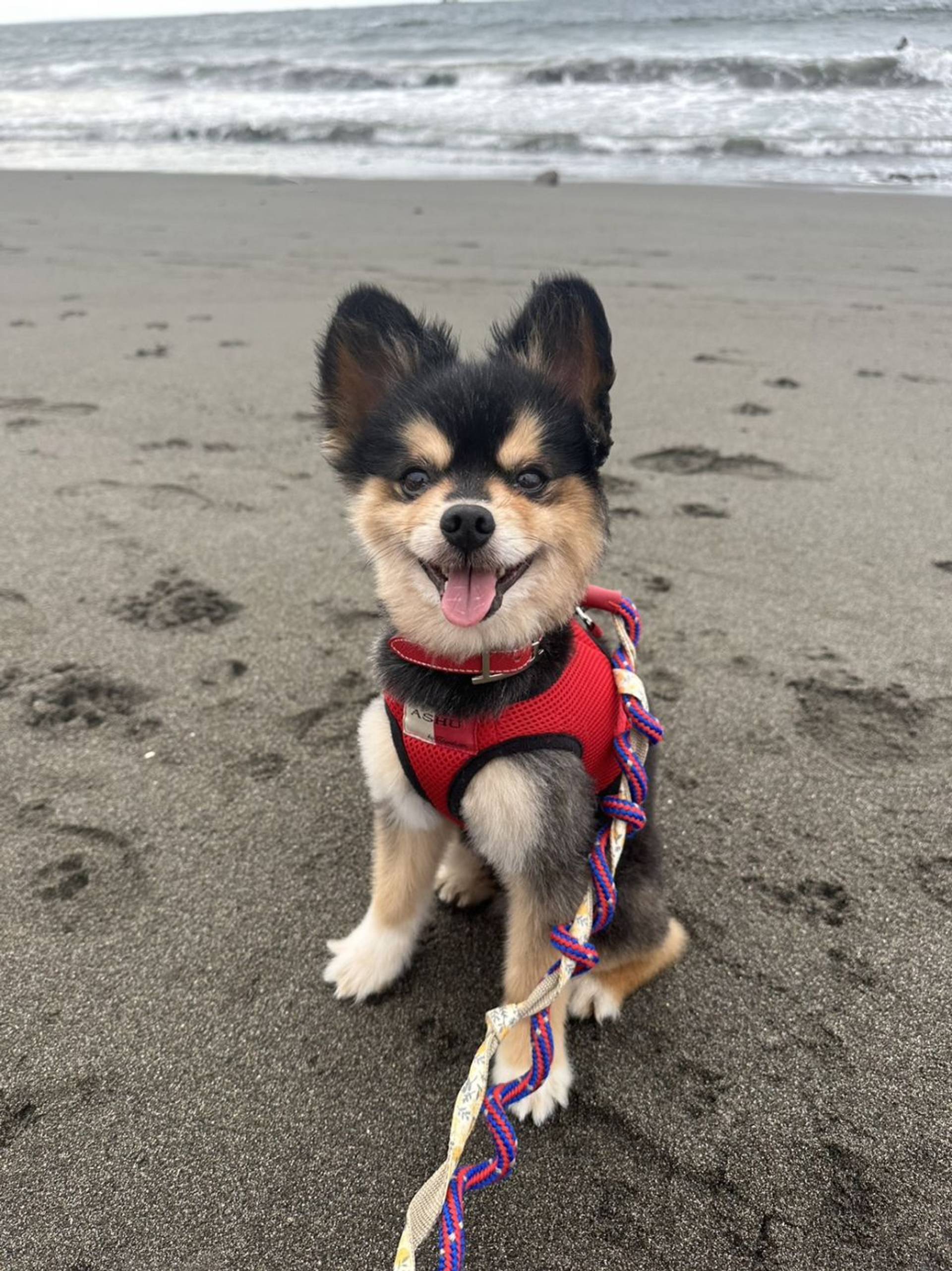 雑種（ミックス犬）・オスの里親募集の写真
