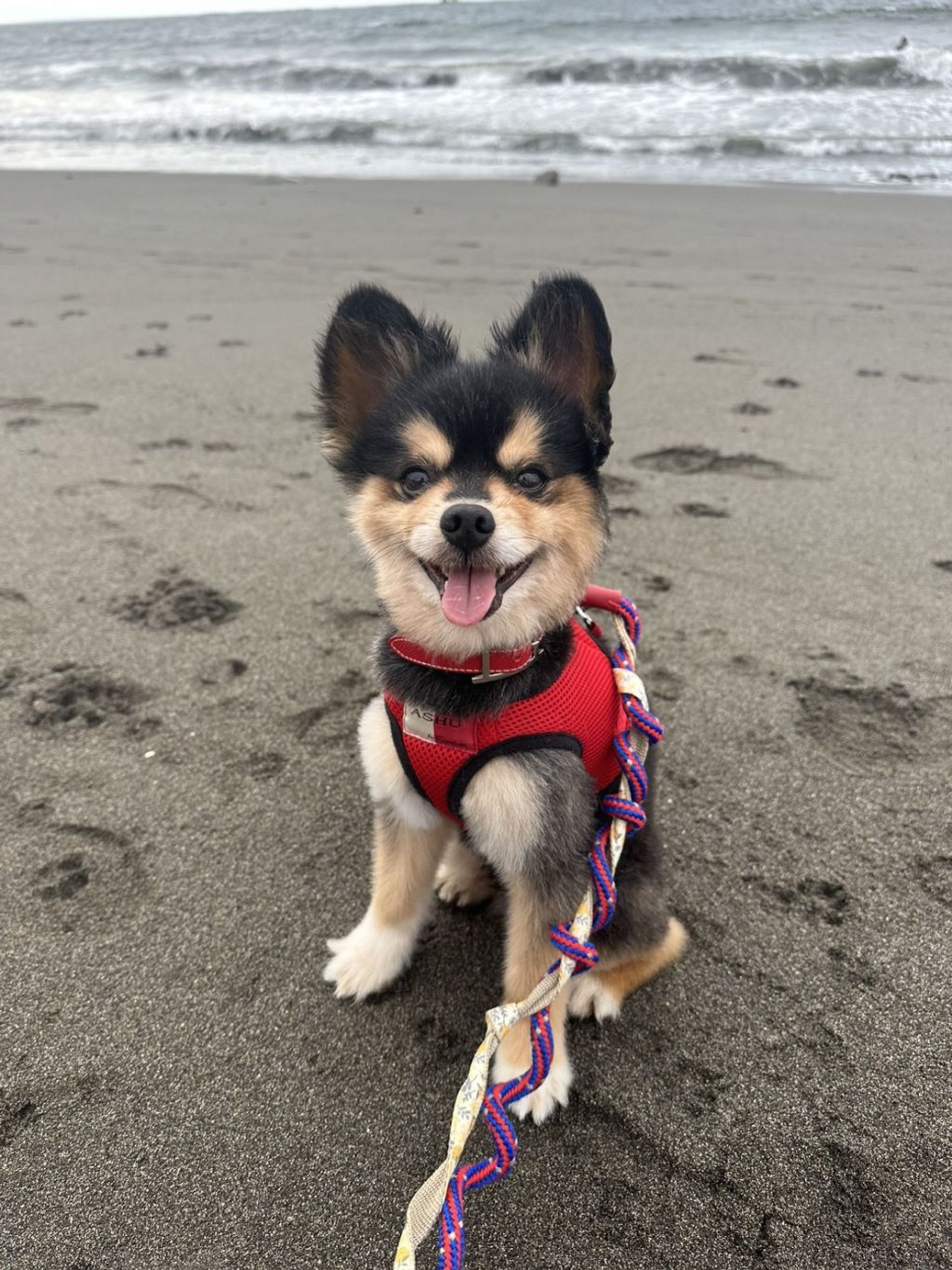 雑種（ミックス犬）・オスの里親募集の写真