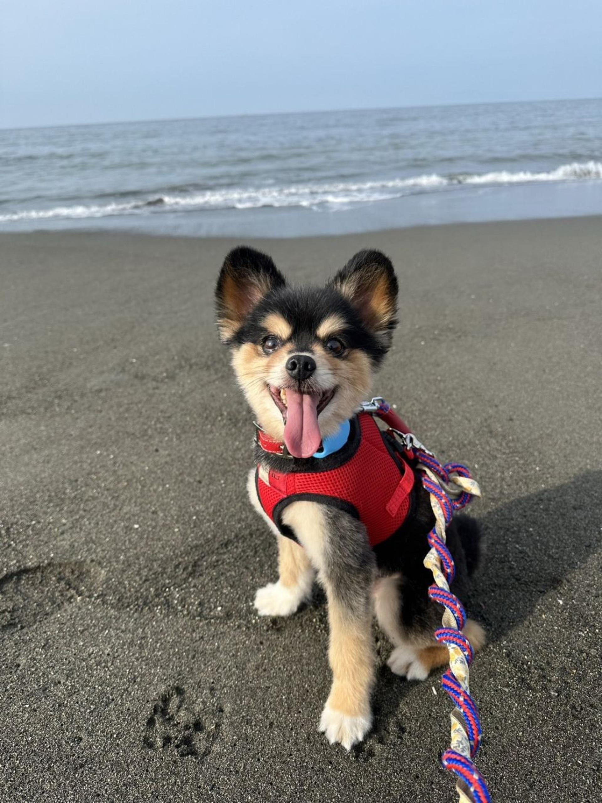 pet-image-3