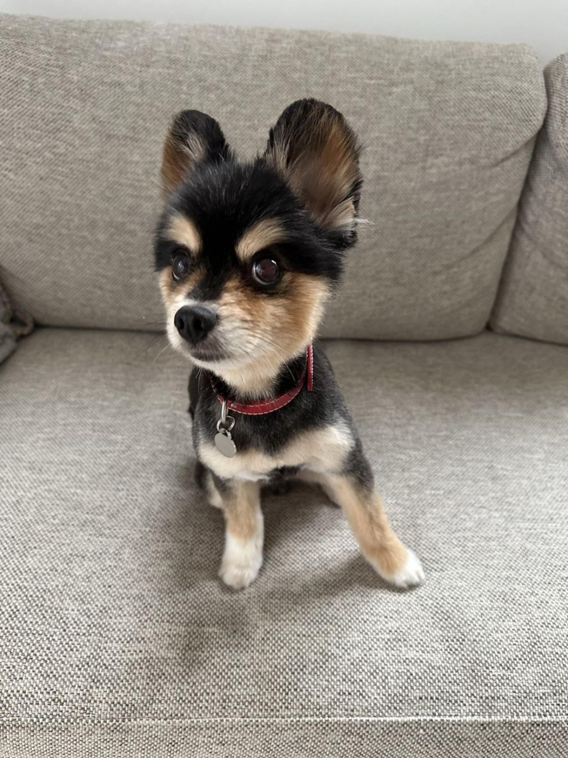 pet-image-5