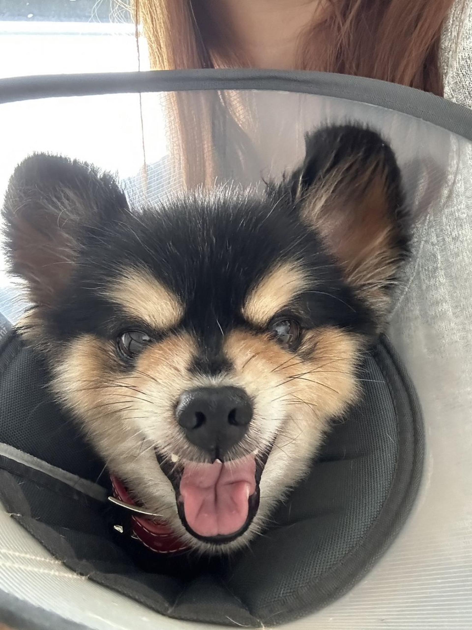 pet-image-6