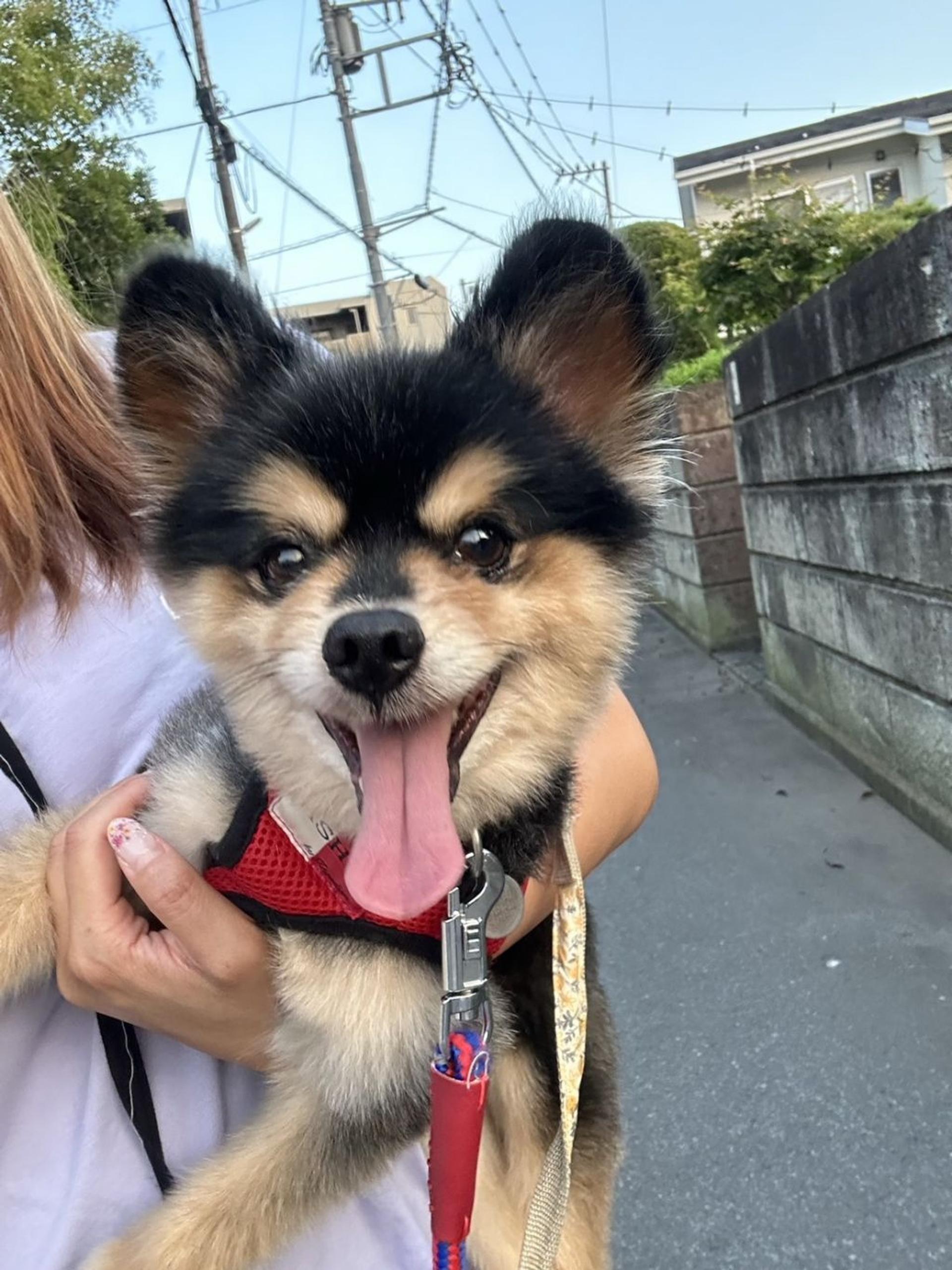pet-image-7