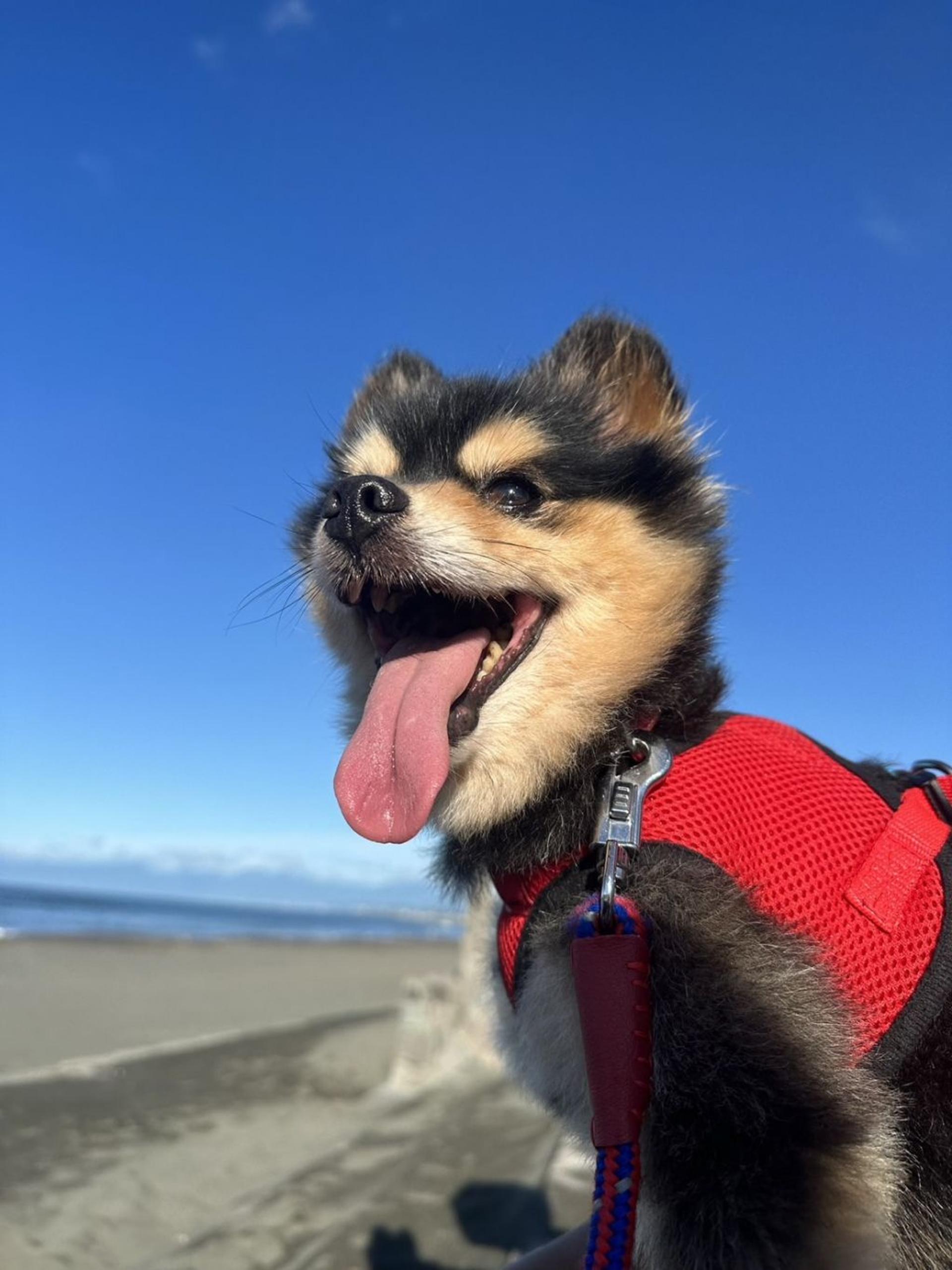 pet-image-9