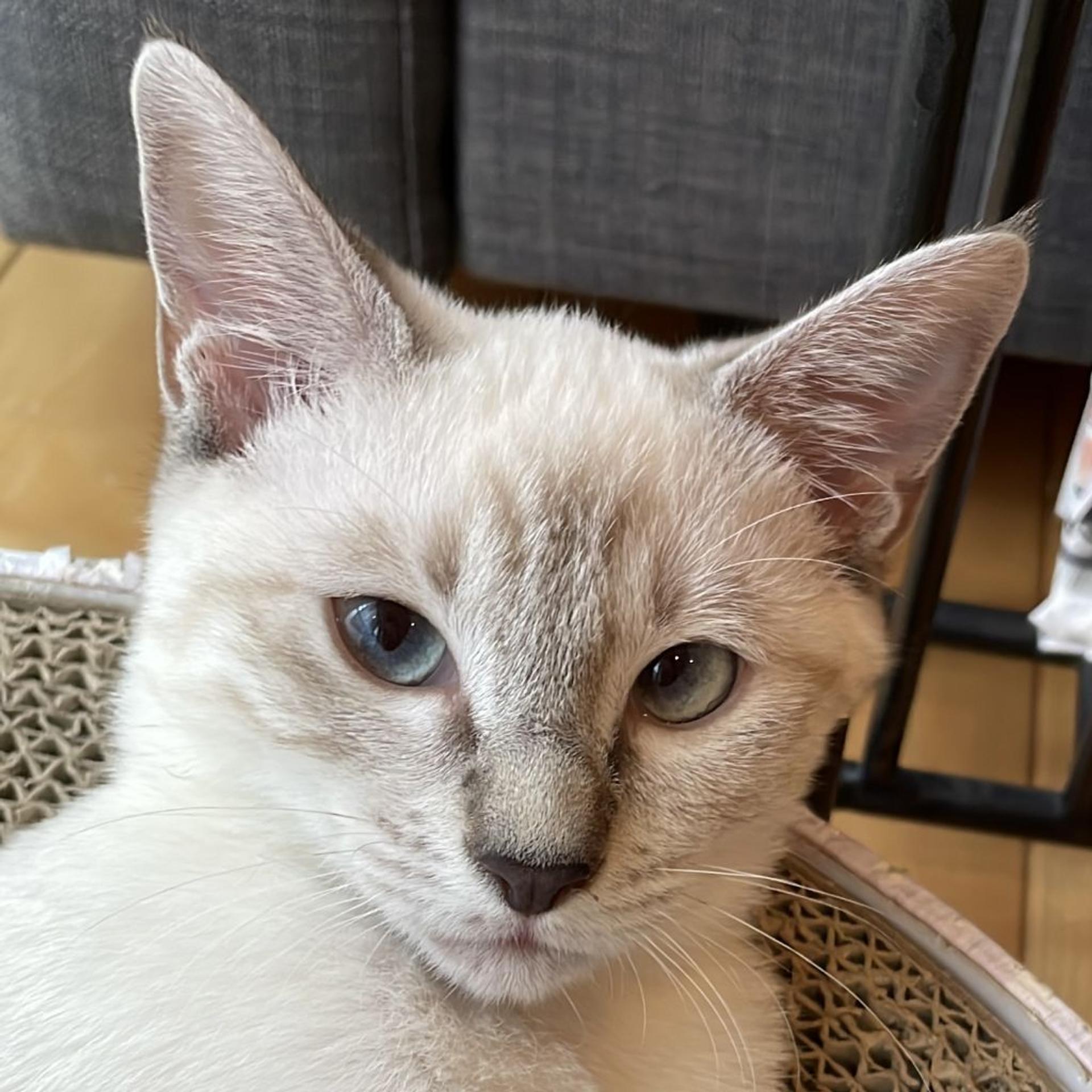 pet-image-8