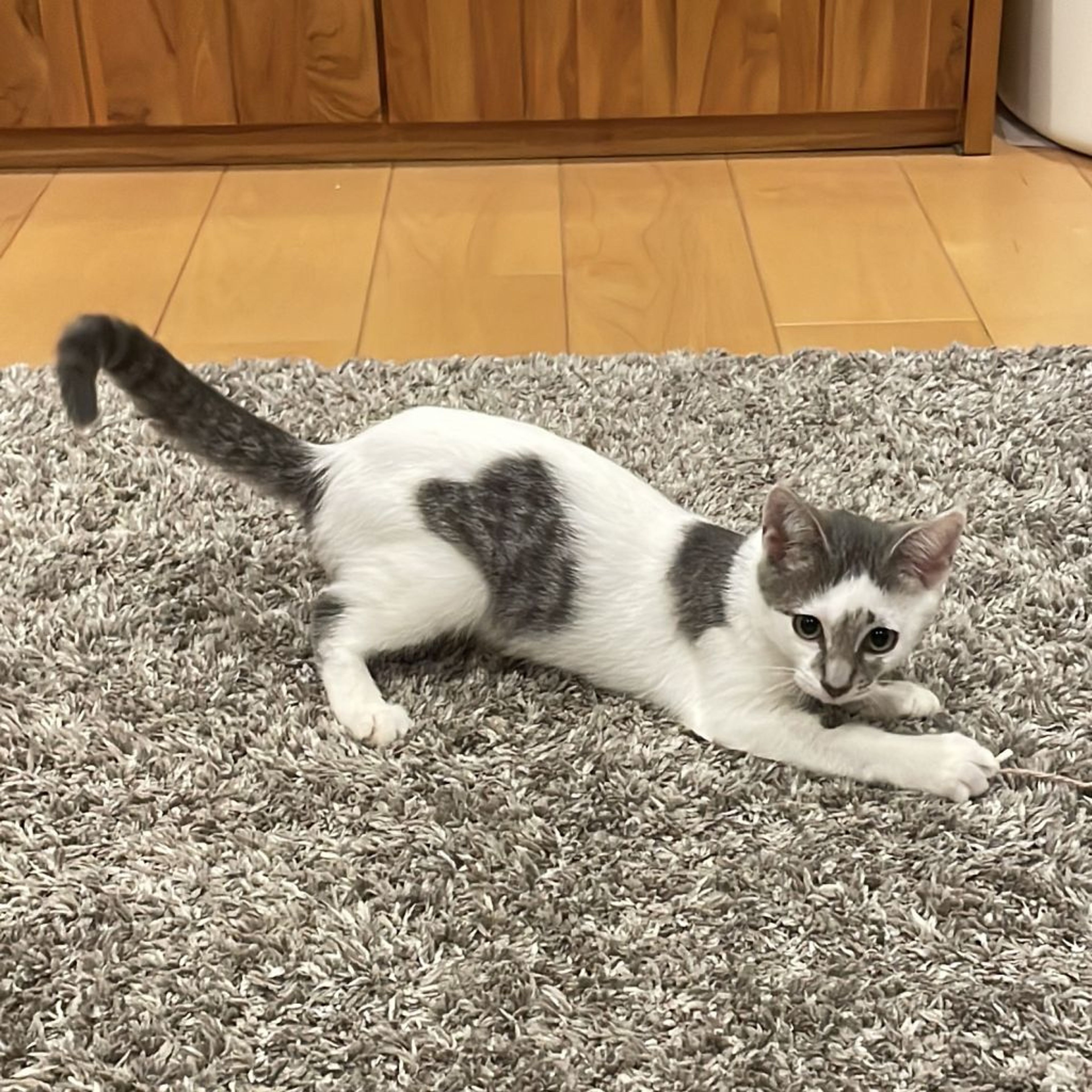 pet-image-9