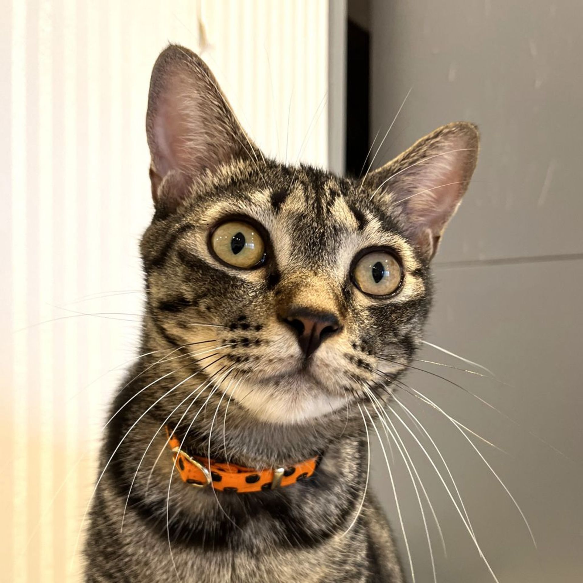 雑種（ミックス猫）・オスの里親募集の写真