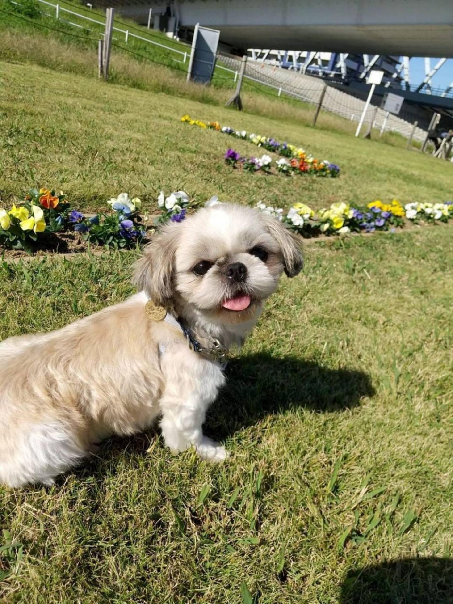 pet-image-2