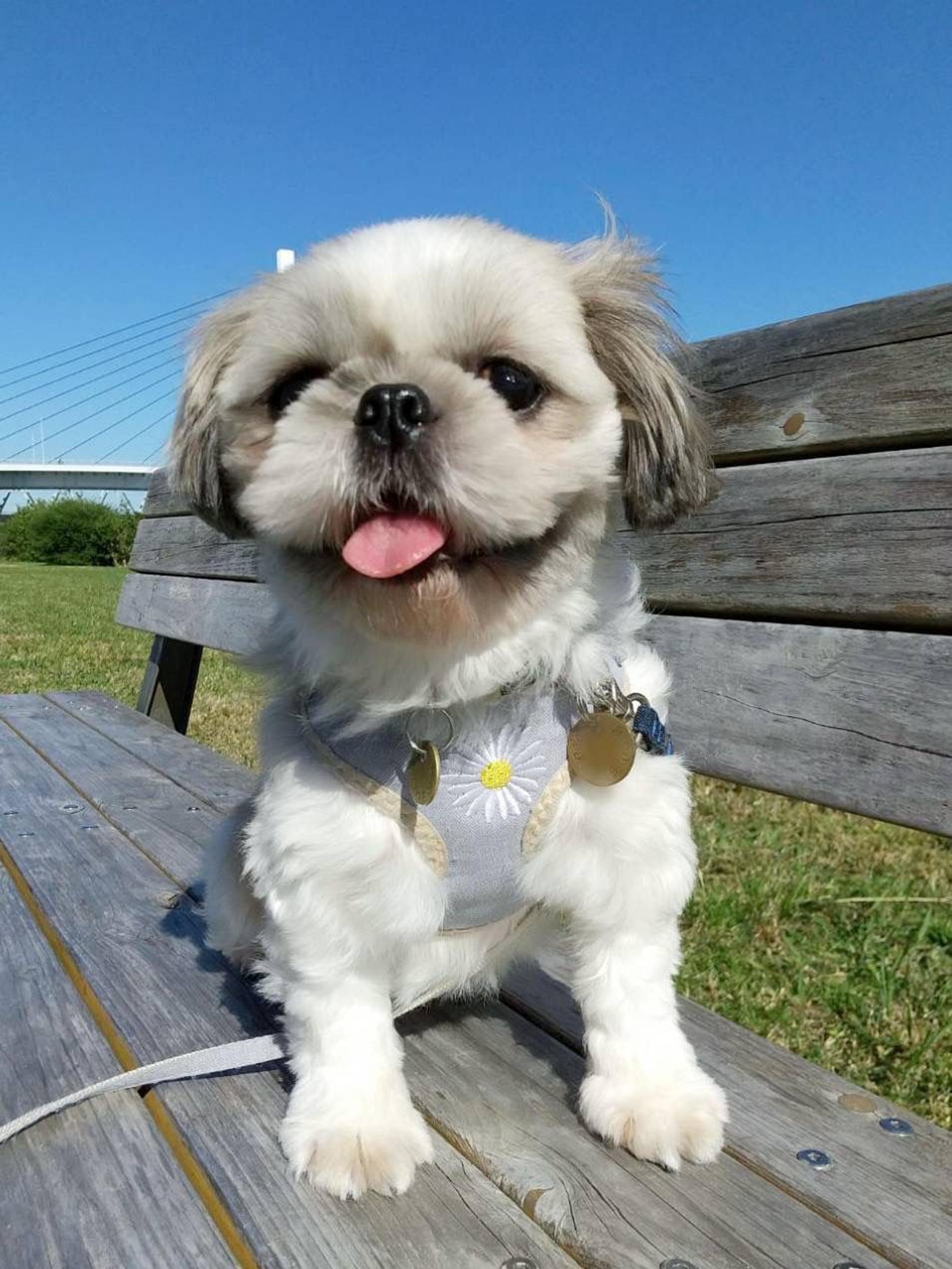 pet-image-3