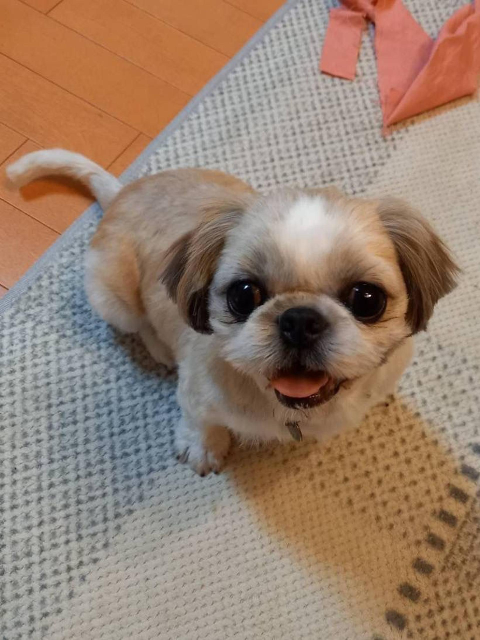 pet-image-4