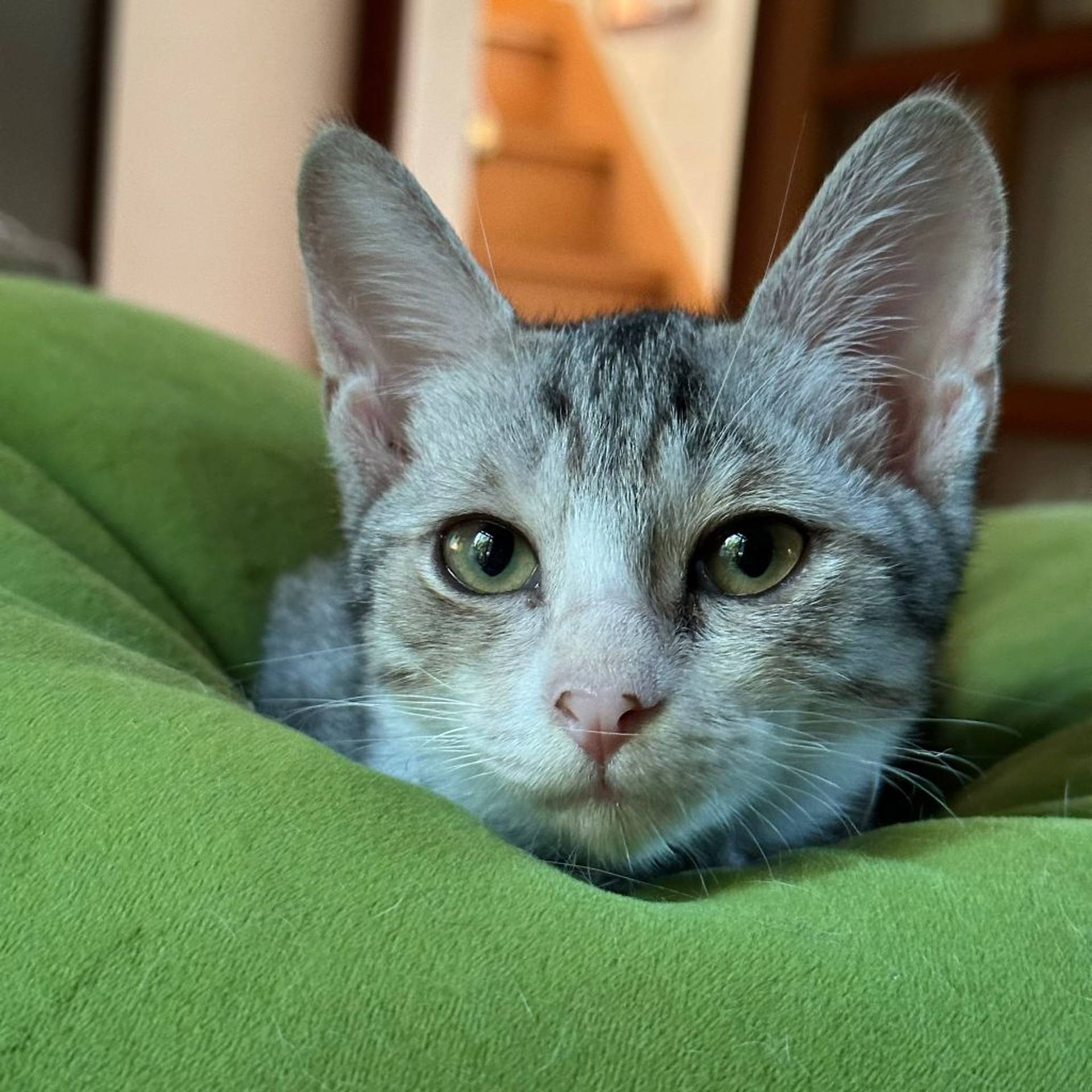 雑種（ミックス猫）・メスの里親募集の写真