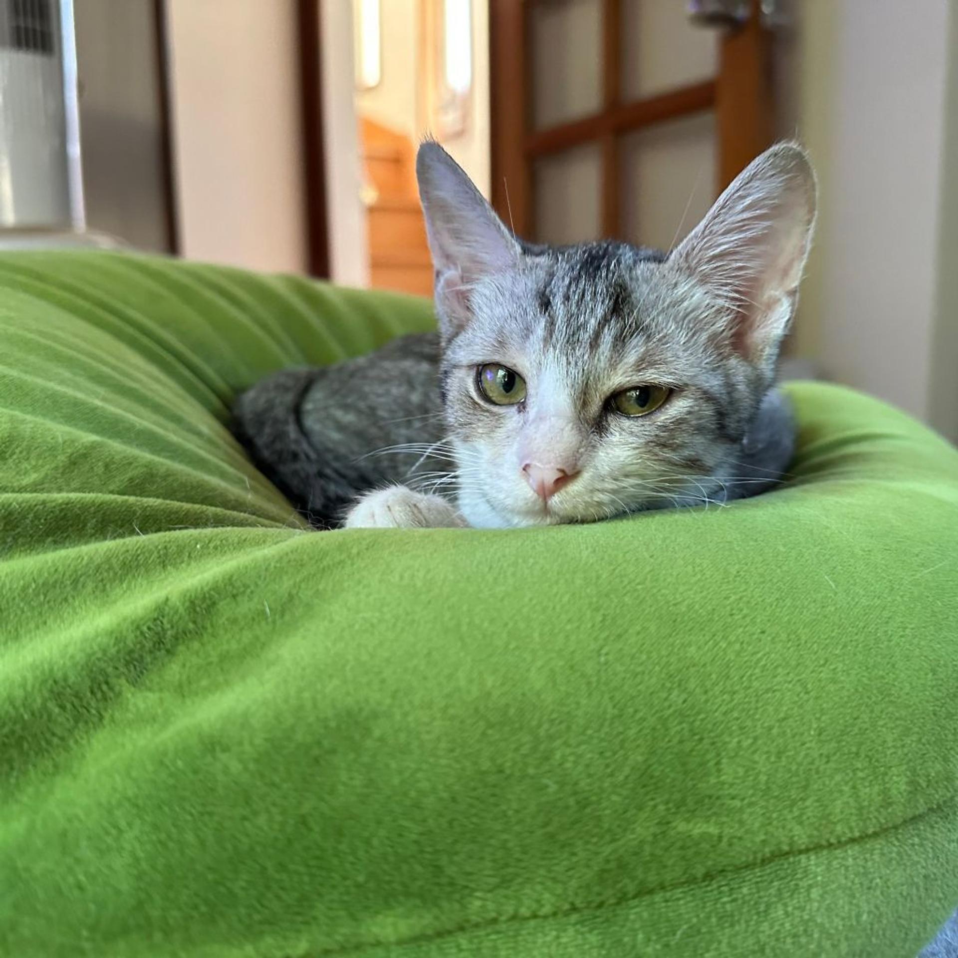 pet-image-3