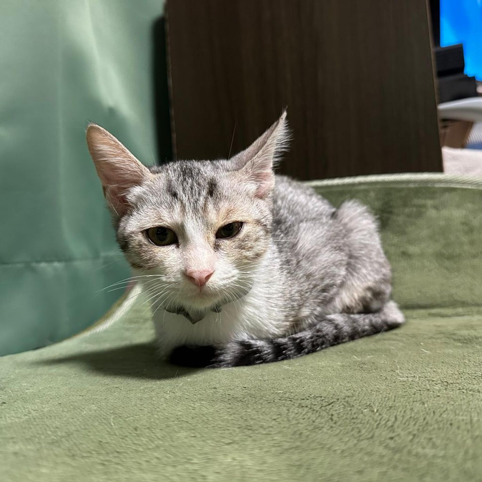 pet-image-4
