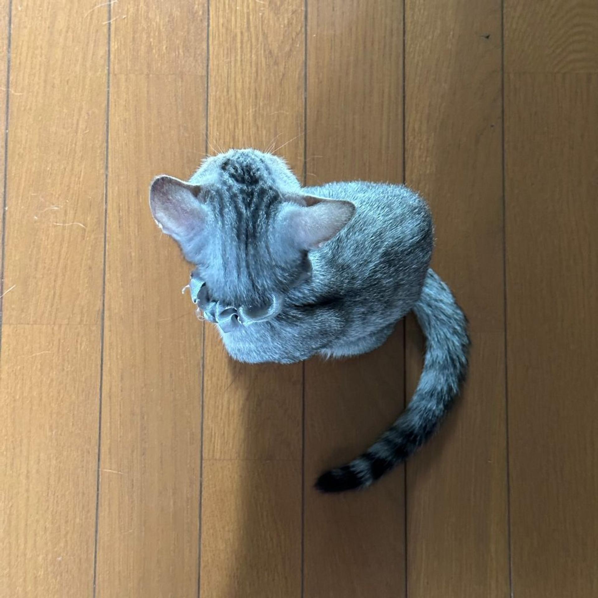 pet-image-7