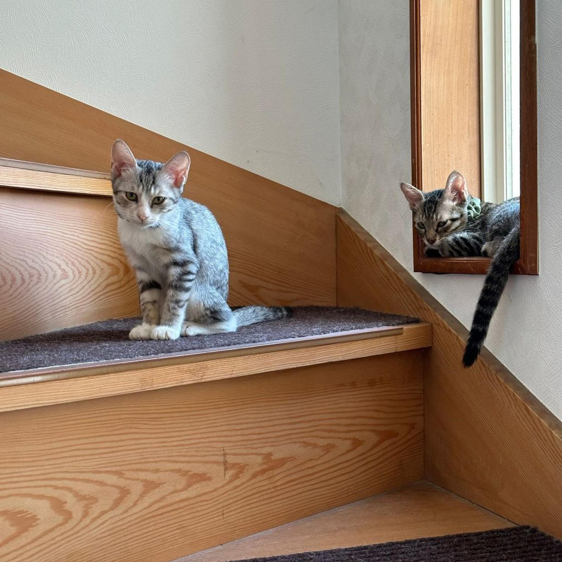 pet-image-8