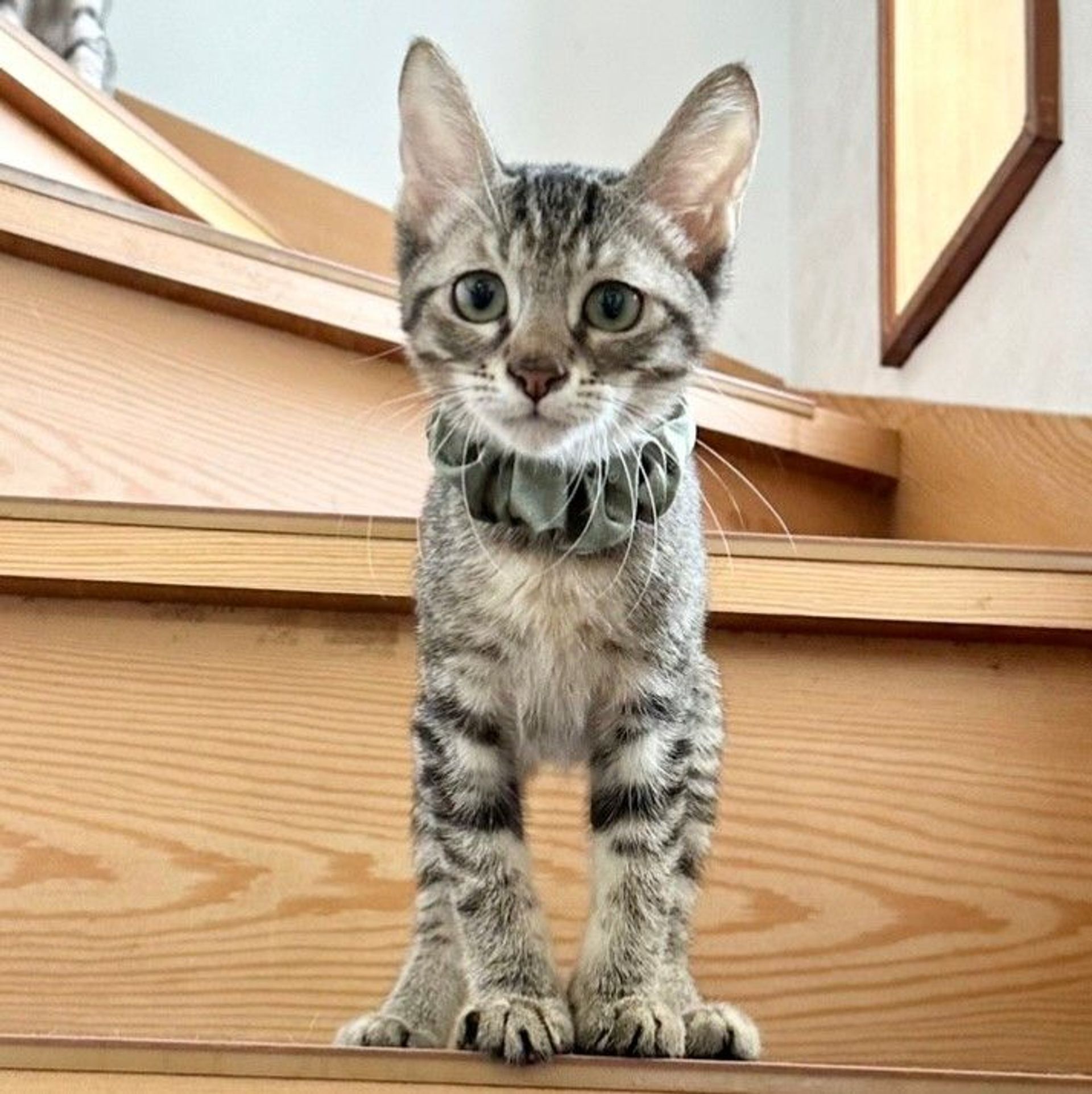 雑種（ミックス猫）・オスの里親募集の写真