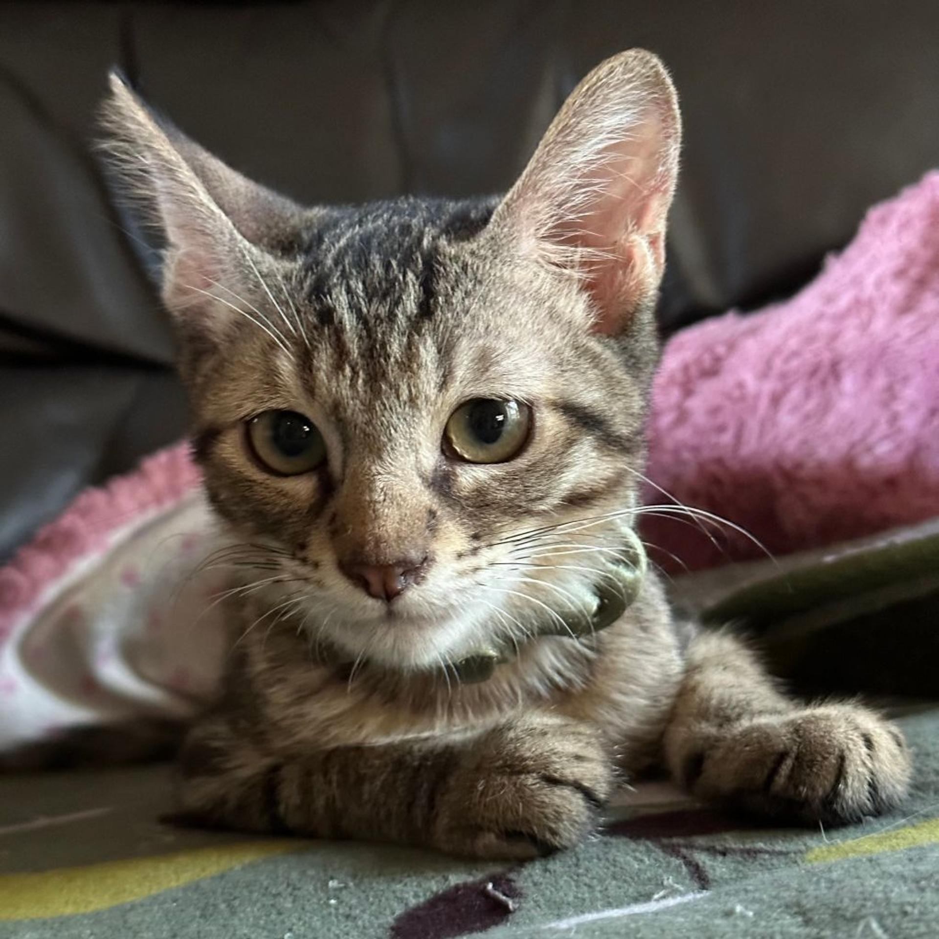 pet-image-4