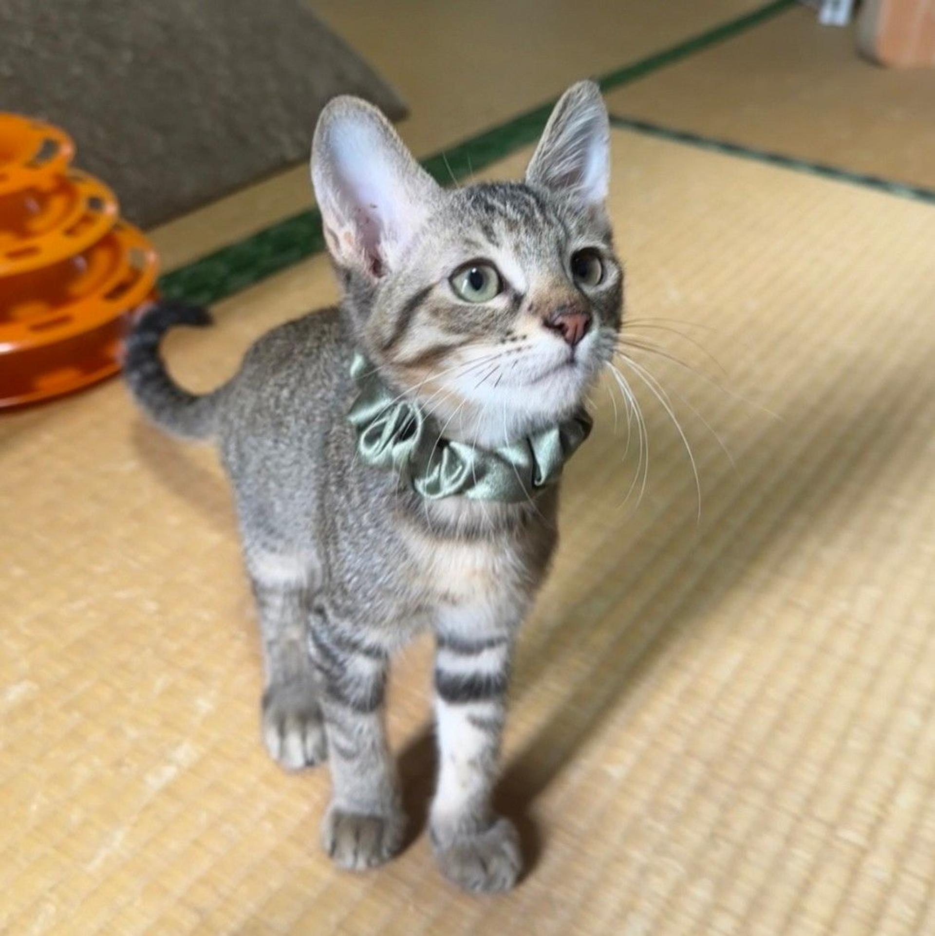 pet-image-5