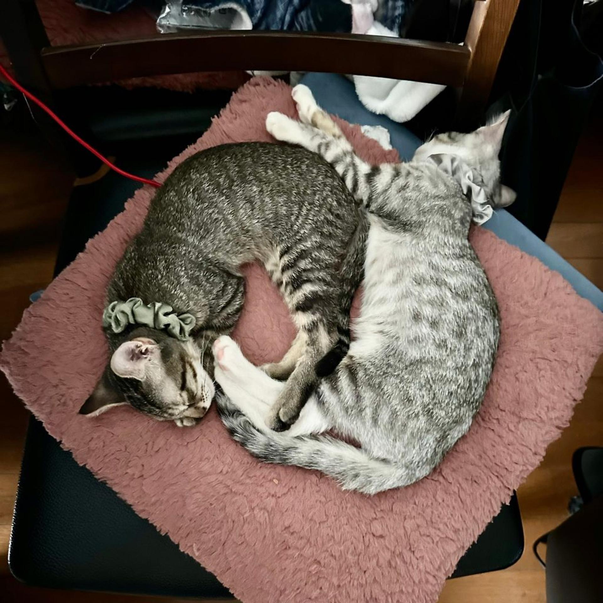 pet-image-8