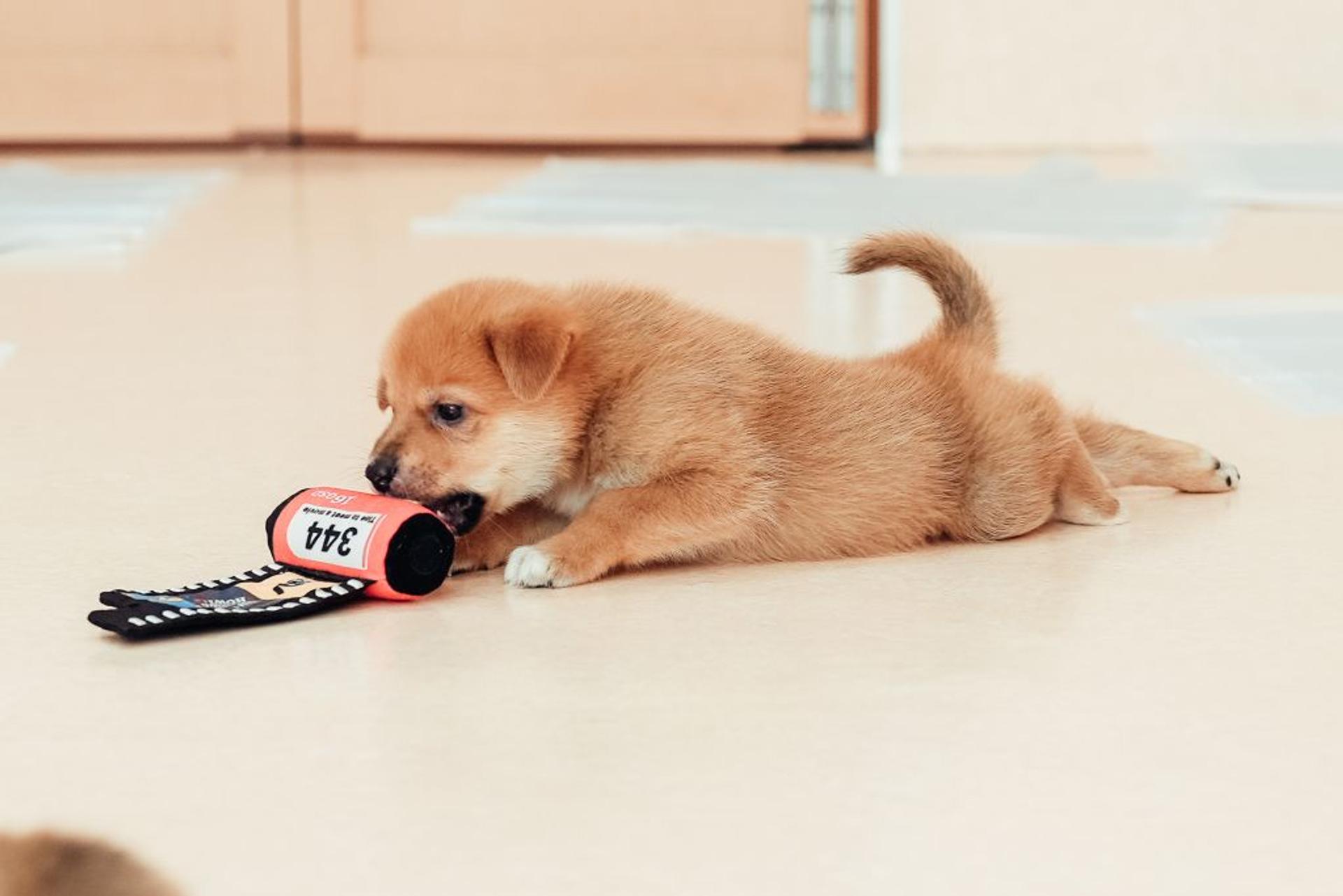 pet-image-3