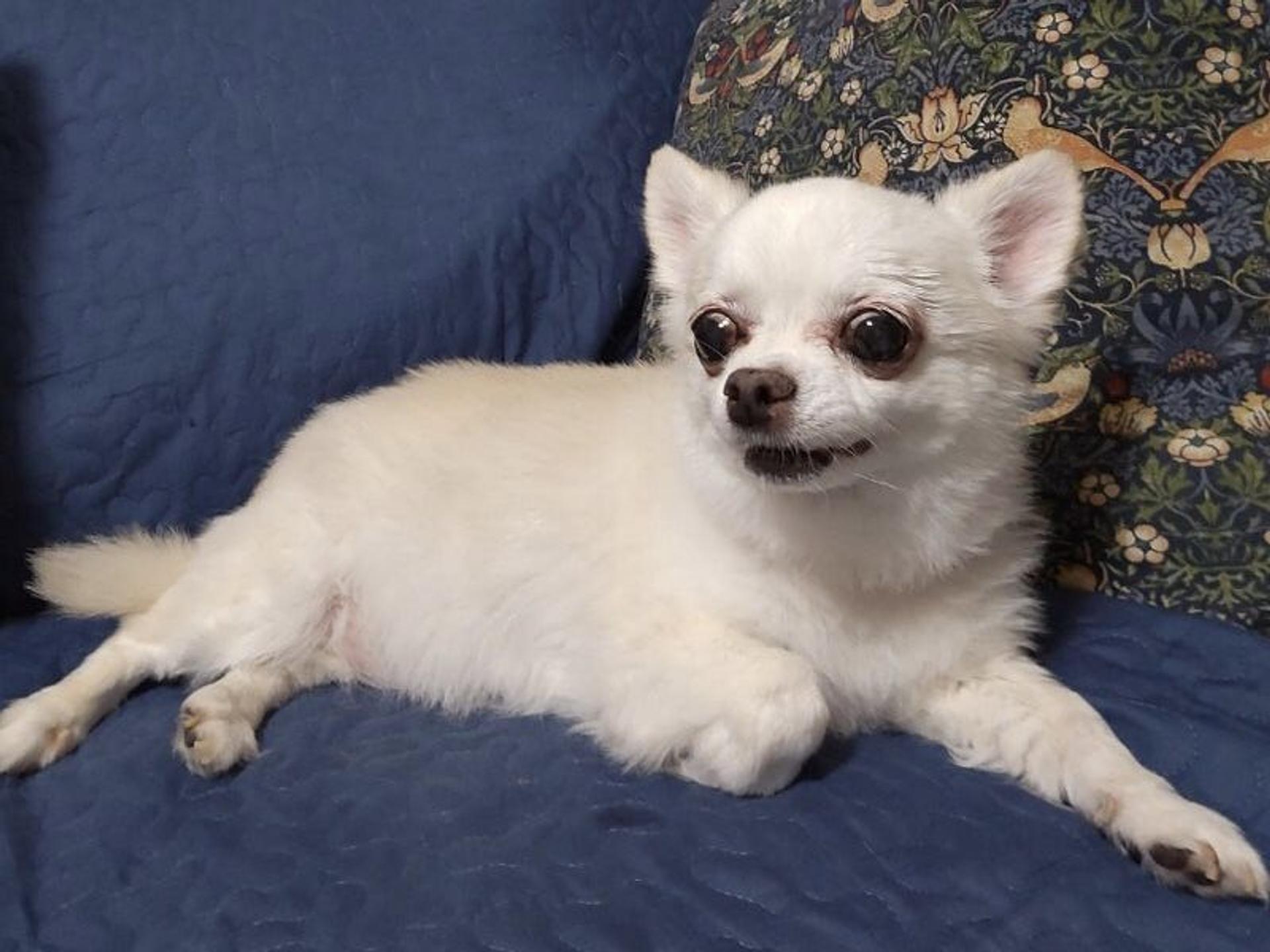 pet-image-2