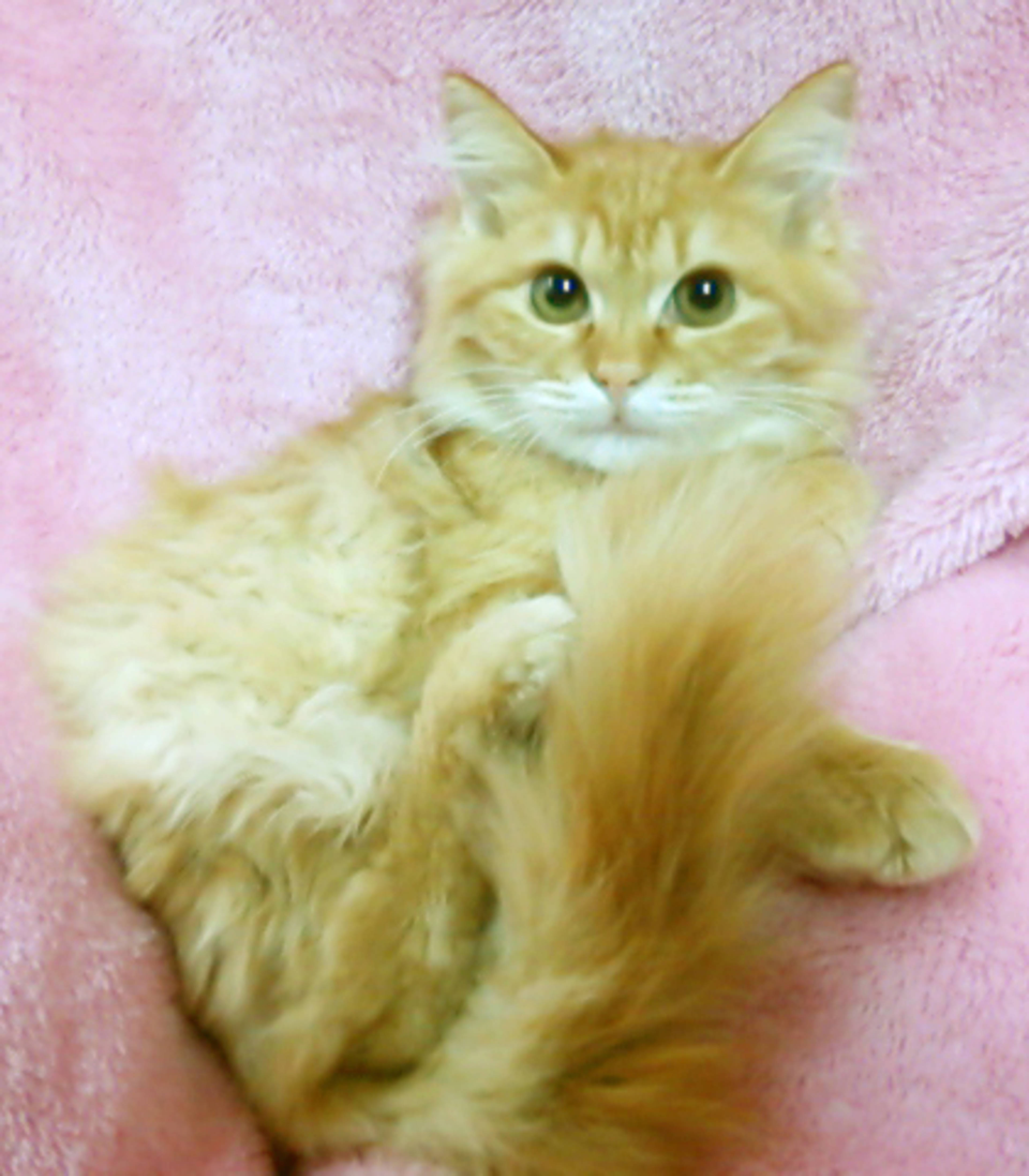 雑種（ミックス猫）・メスの里親募集の写真