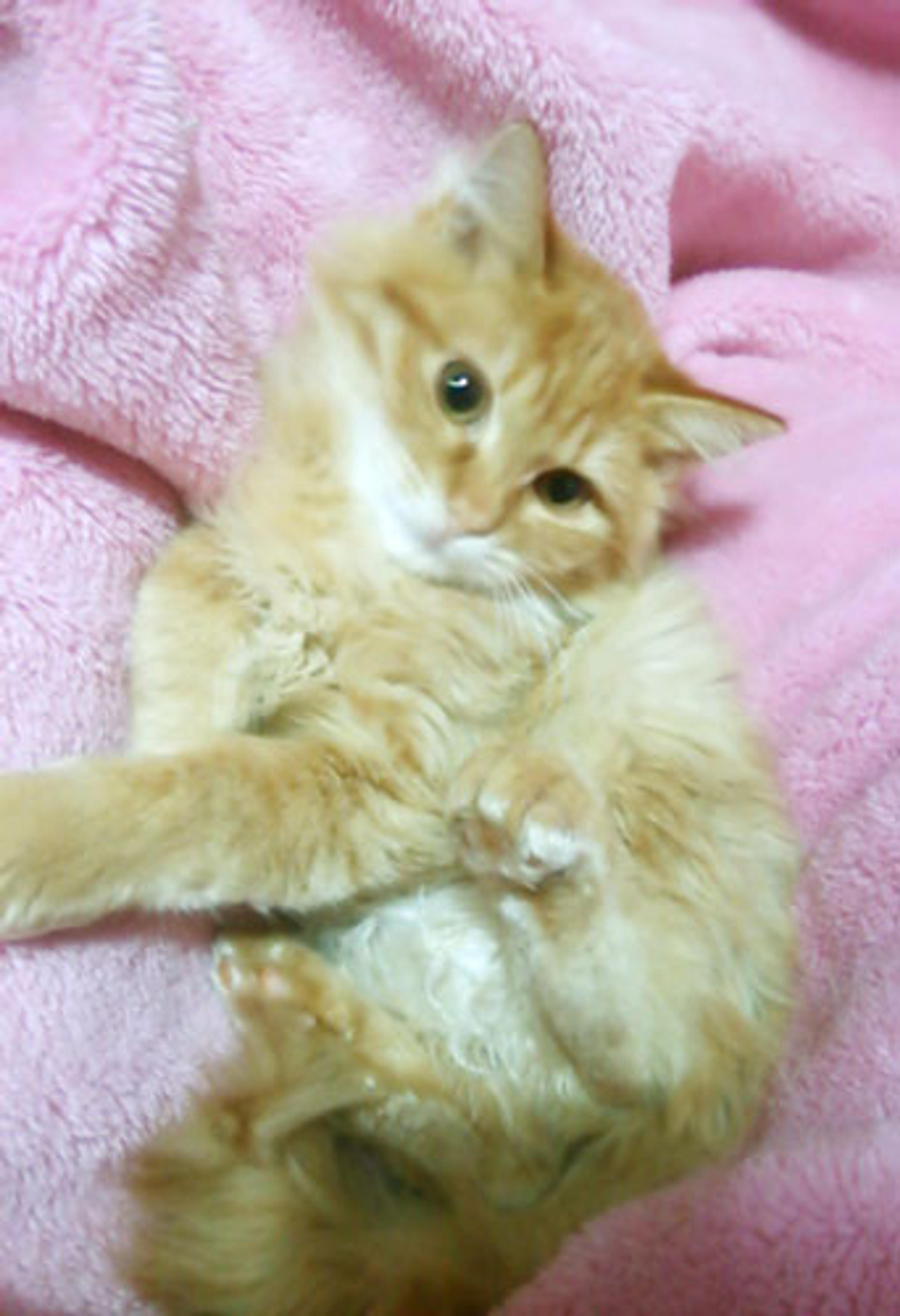 pet-image-2