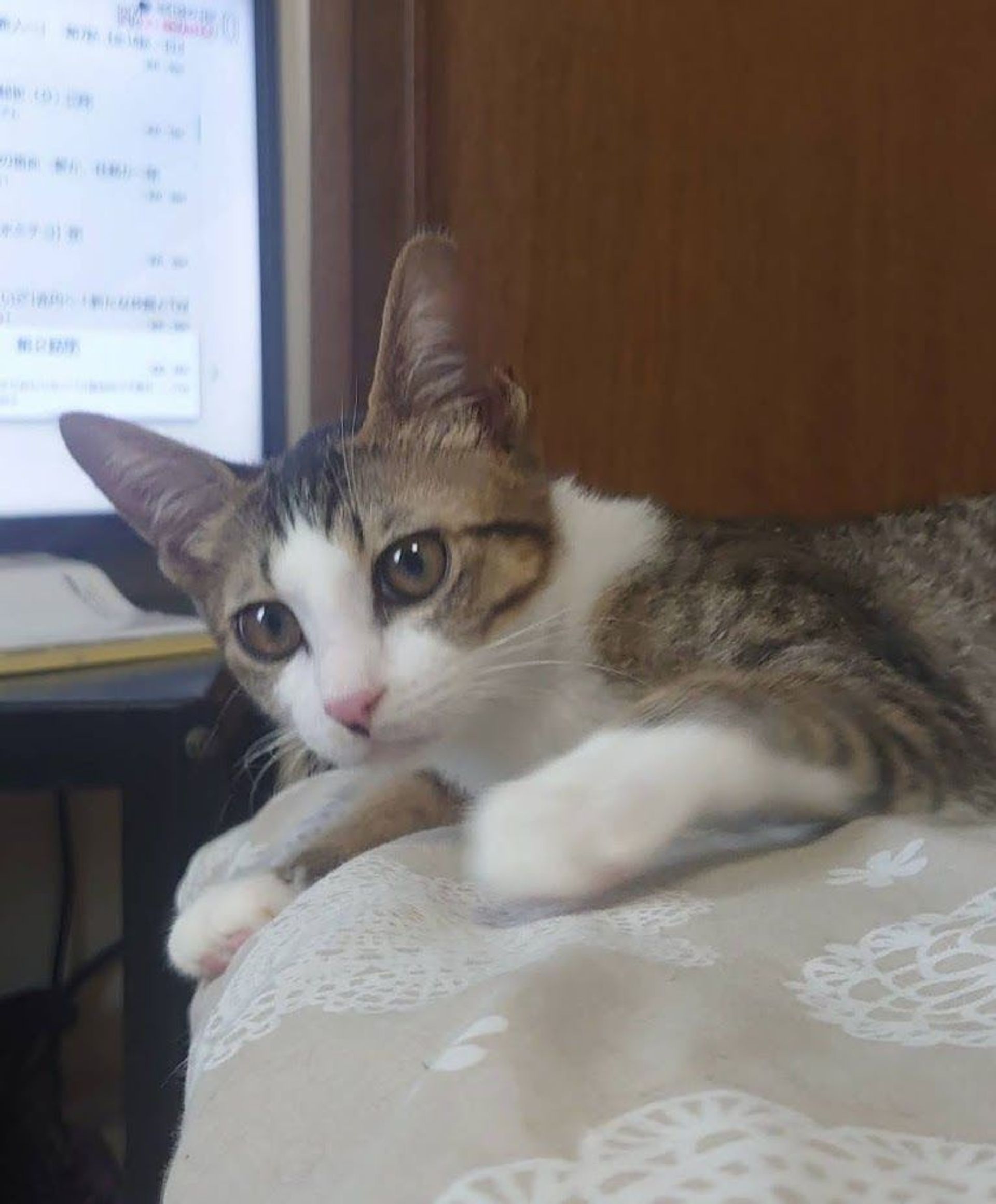 雑種（ミックス猫）・メスの里親募集の写真