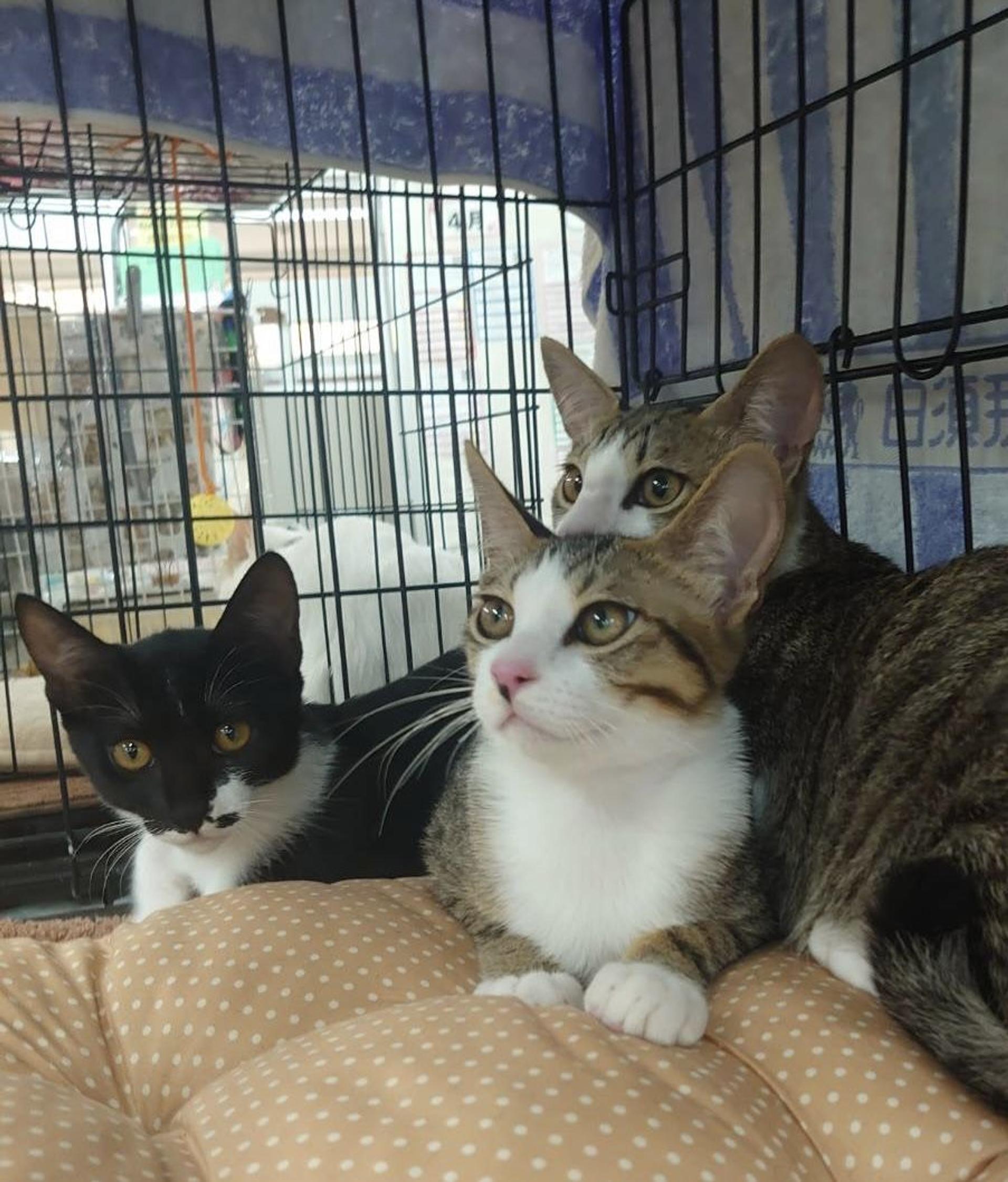 pet-image-3