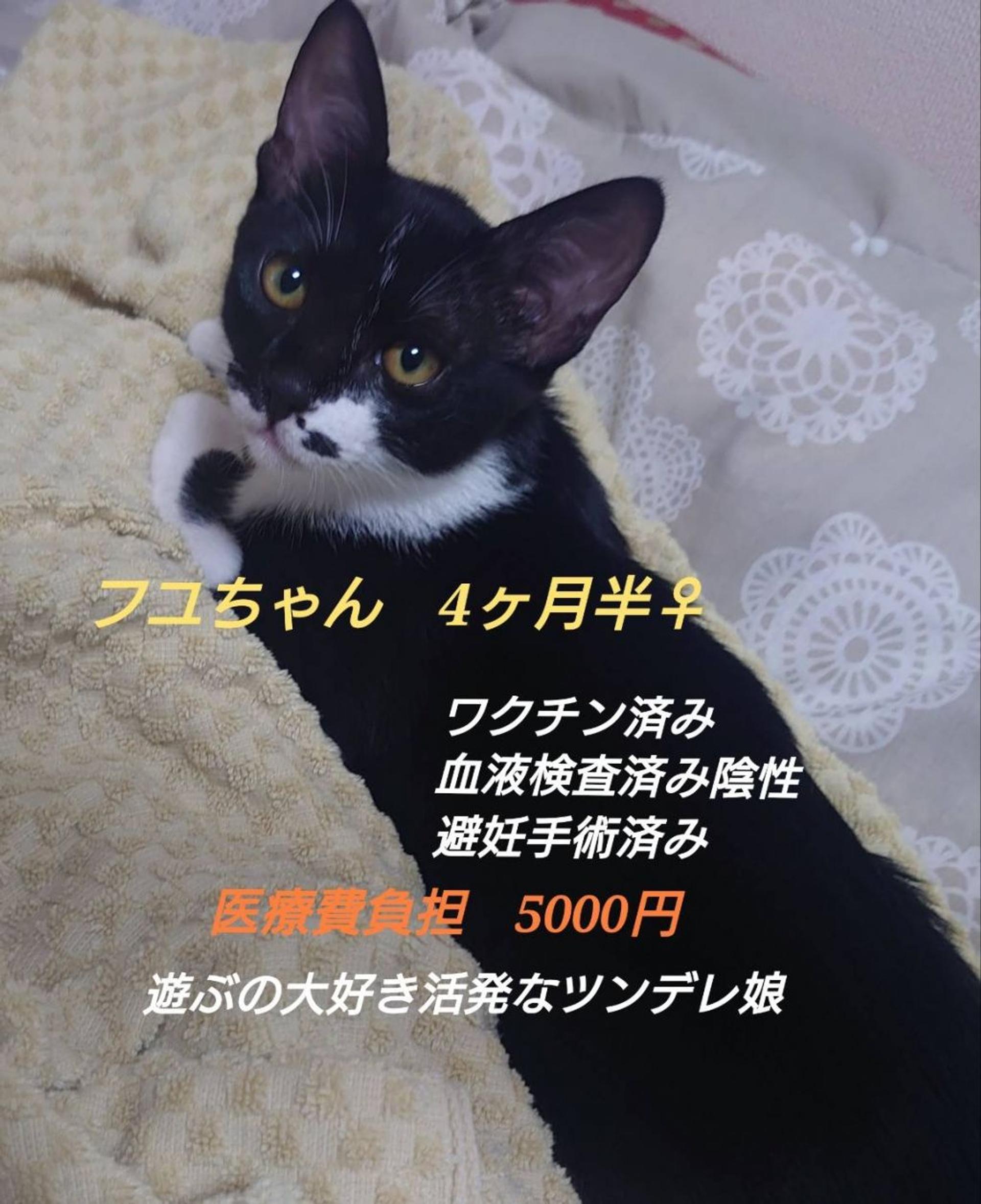 pet-image-4