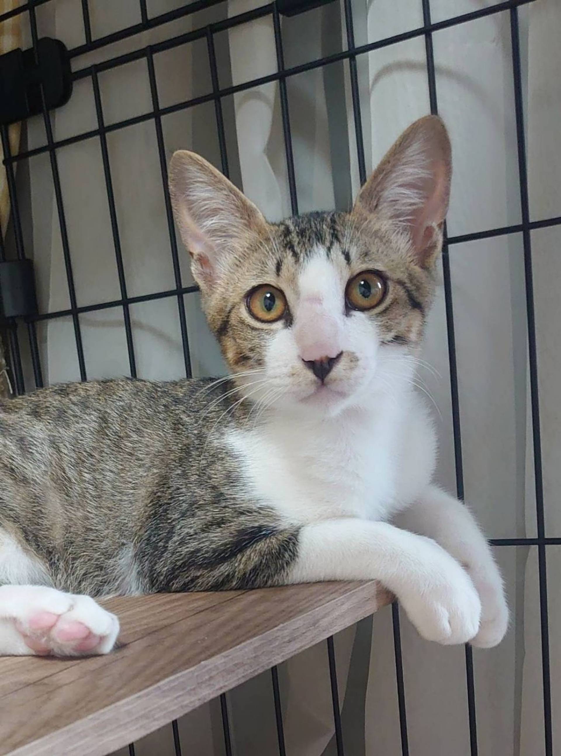 雑種（ミックス猫）・オスの里親募集の写真