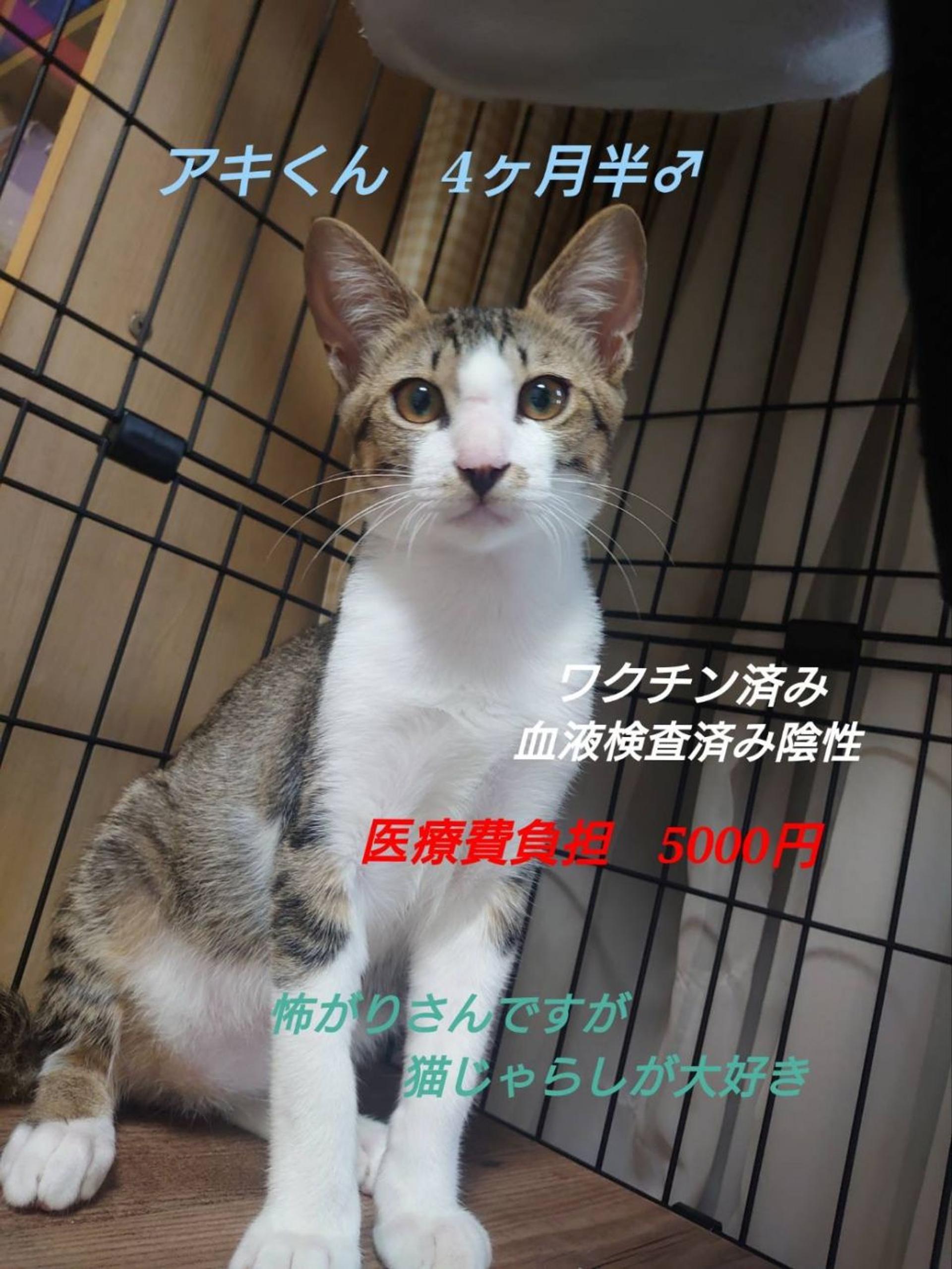 pet-image-7