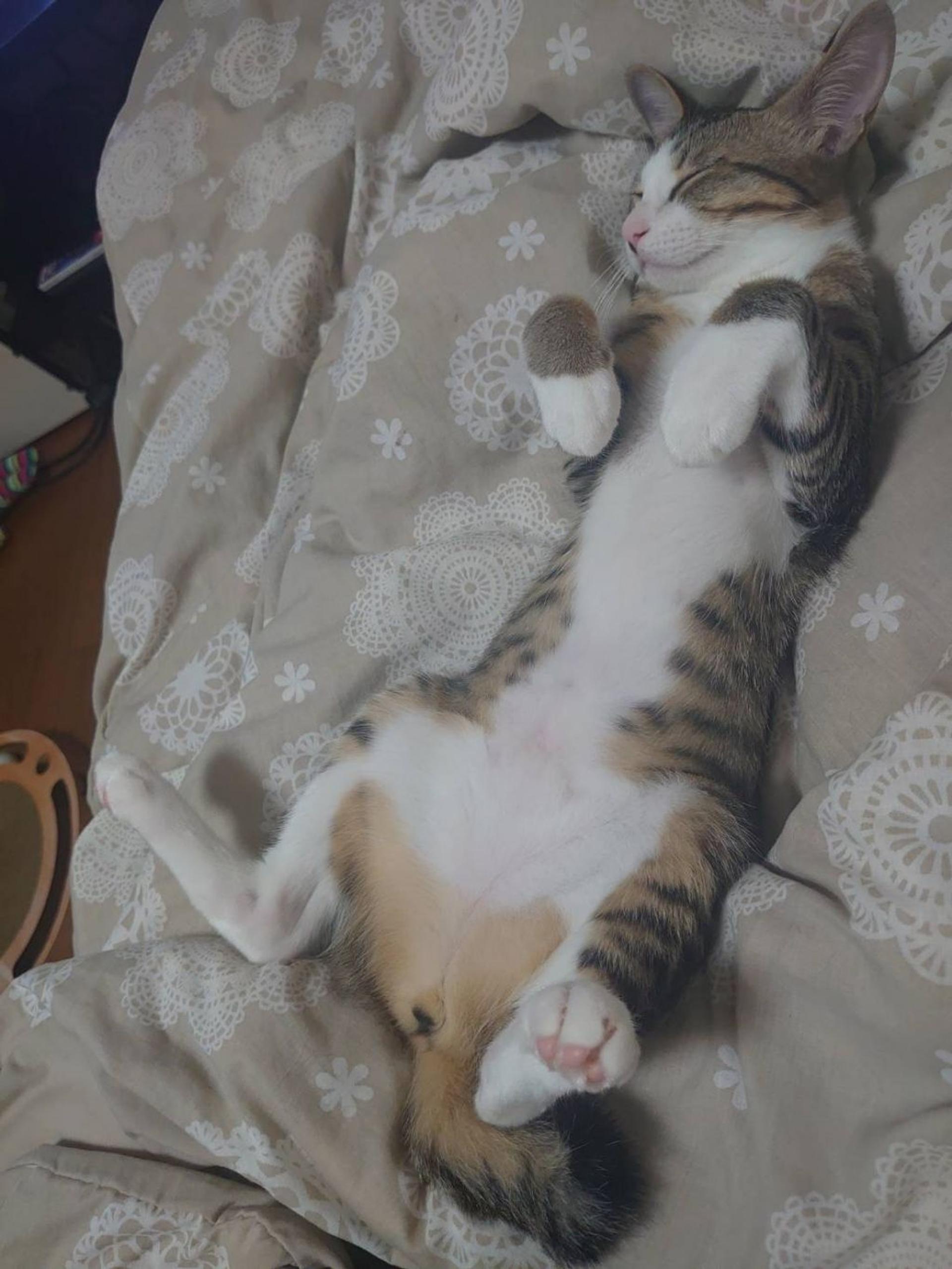 pet-image-2