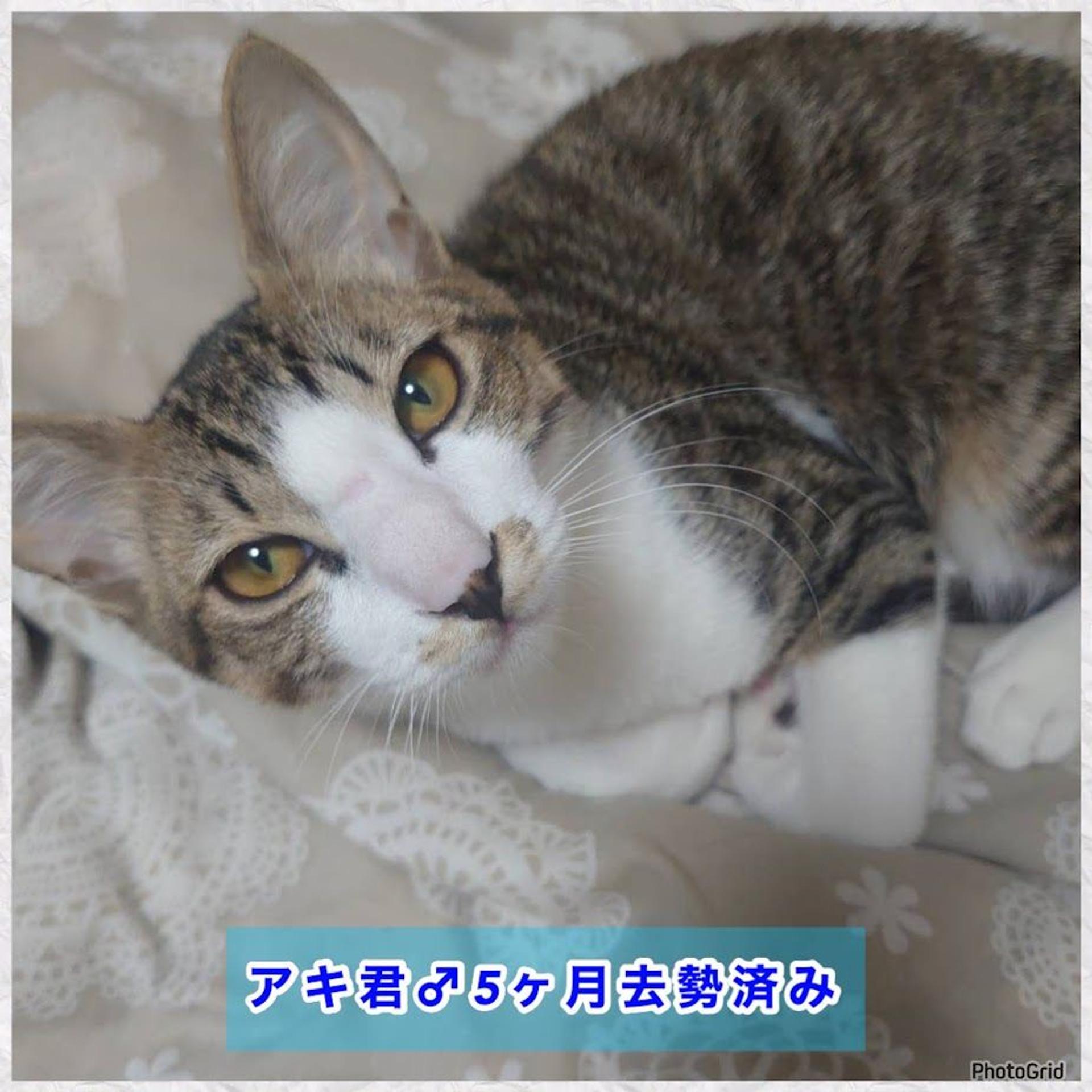 pet-image-4