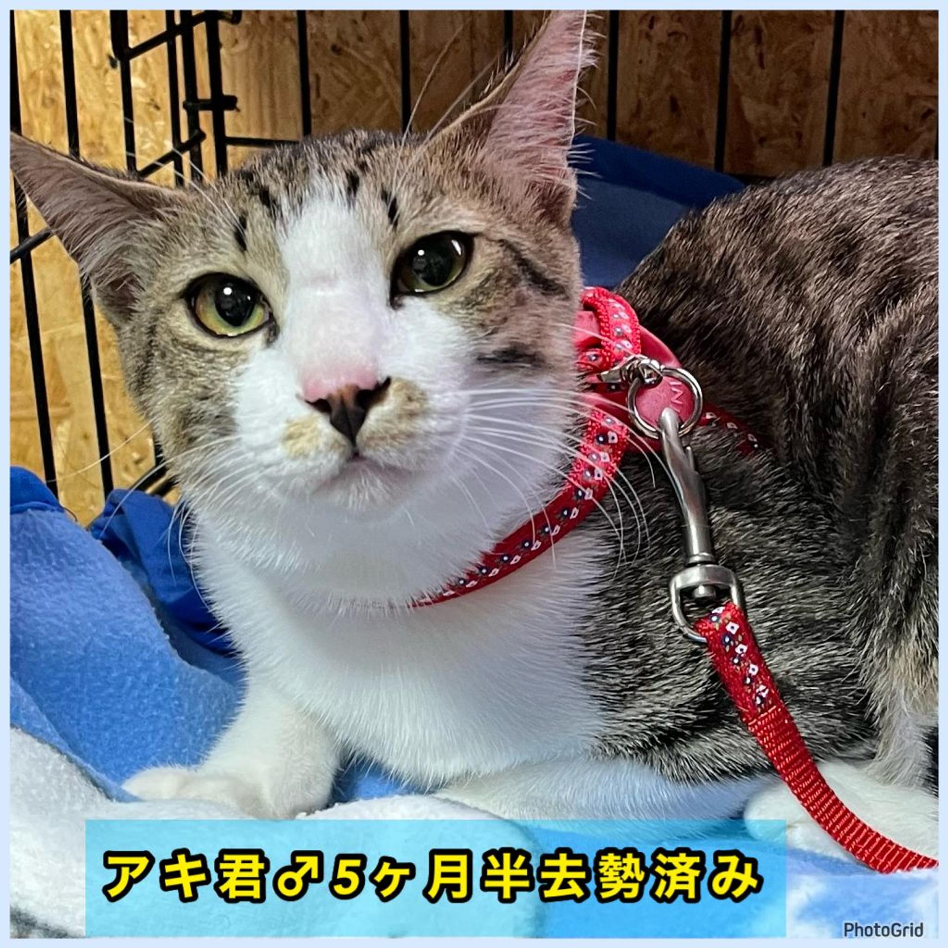 pet-image-6