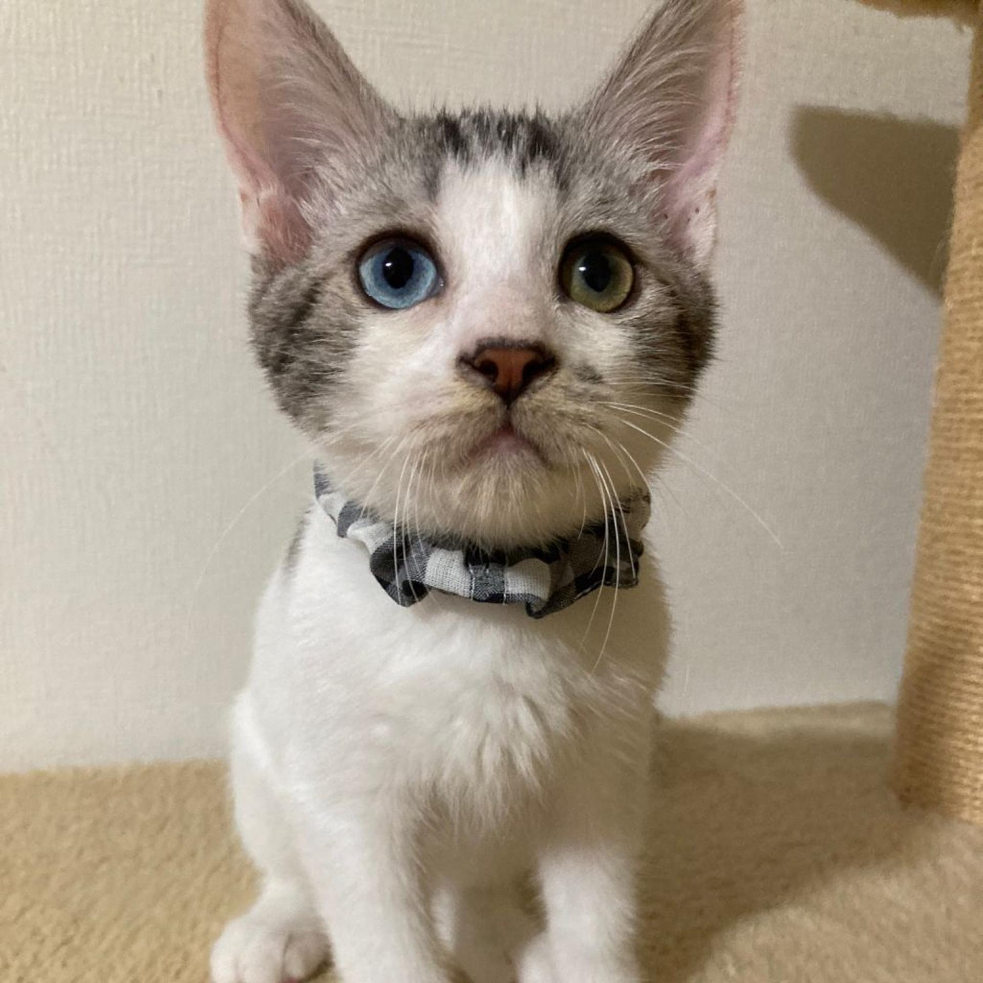 pet-image-3