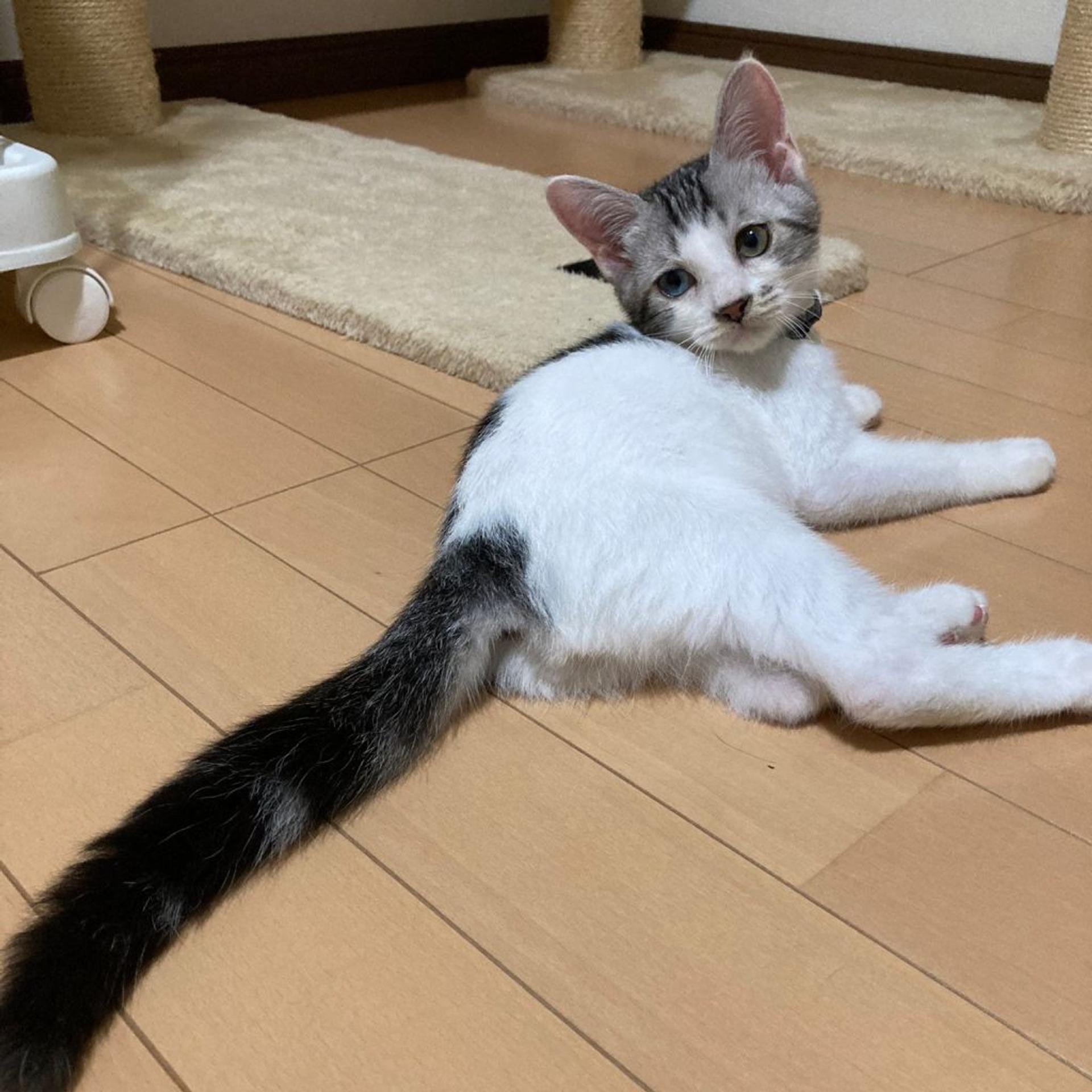 pet-image-6