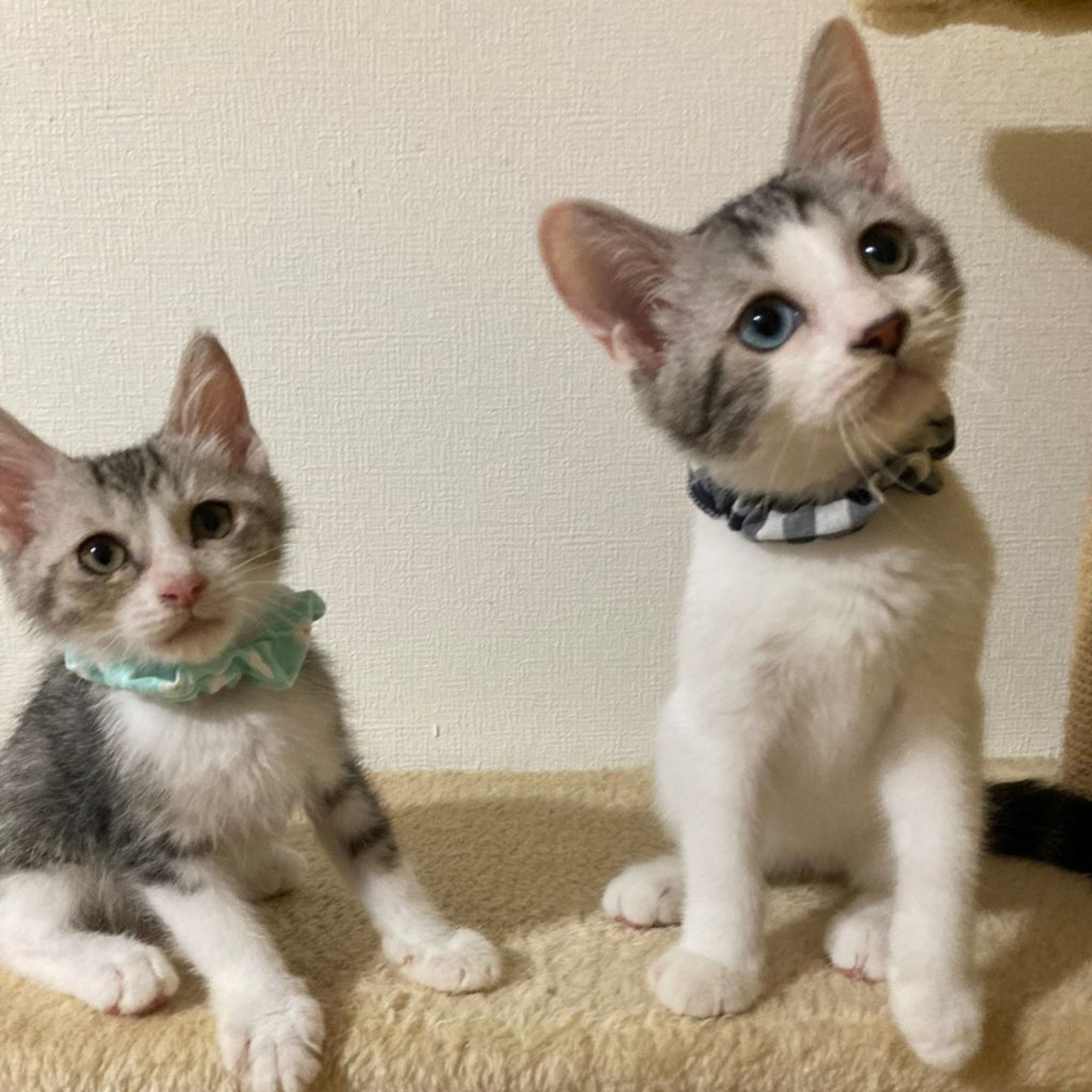 pet-image-9