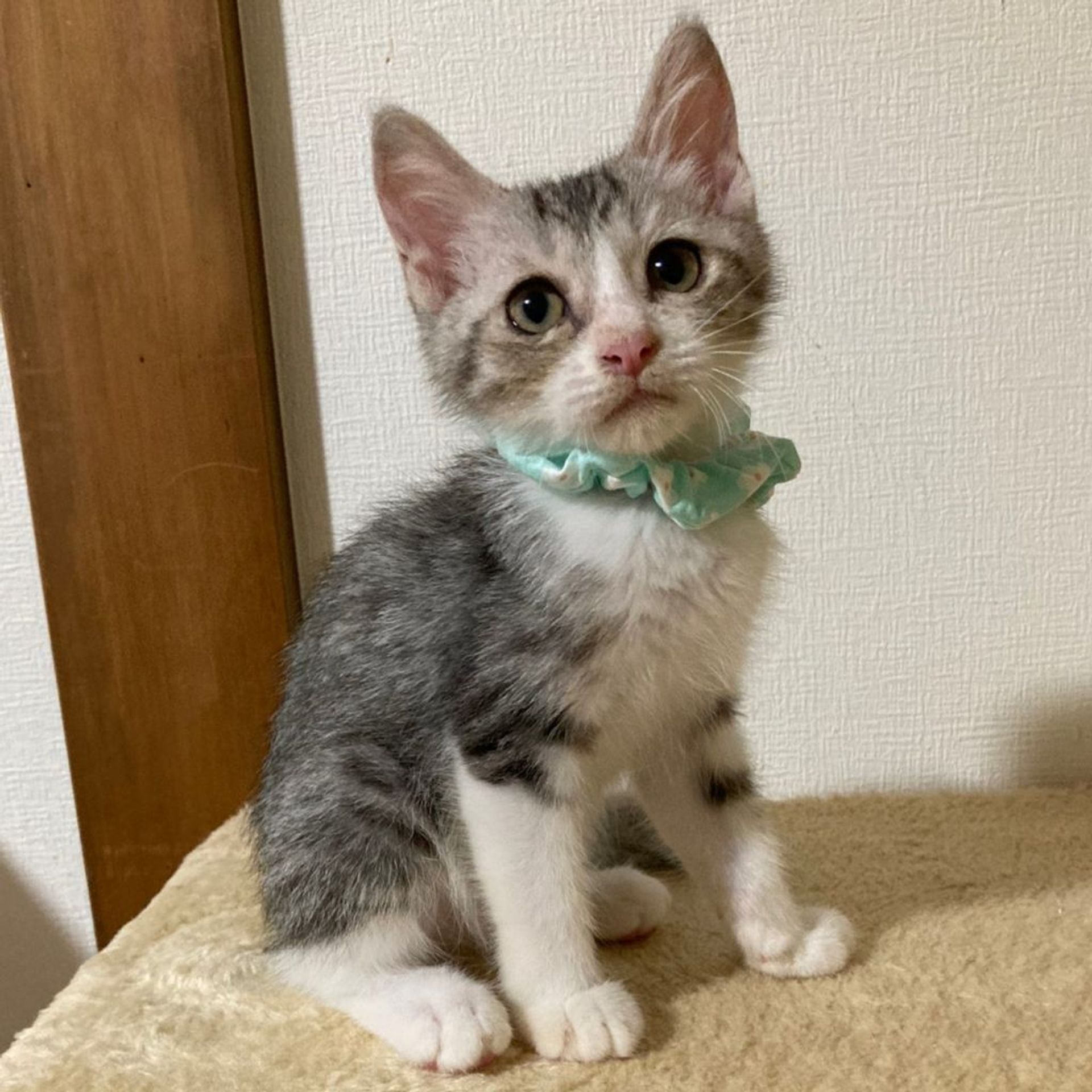 雑種（ミックス猫）・オスの里親募集の写真