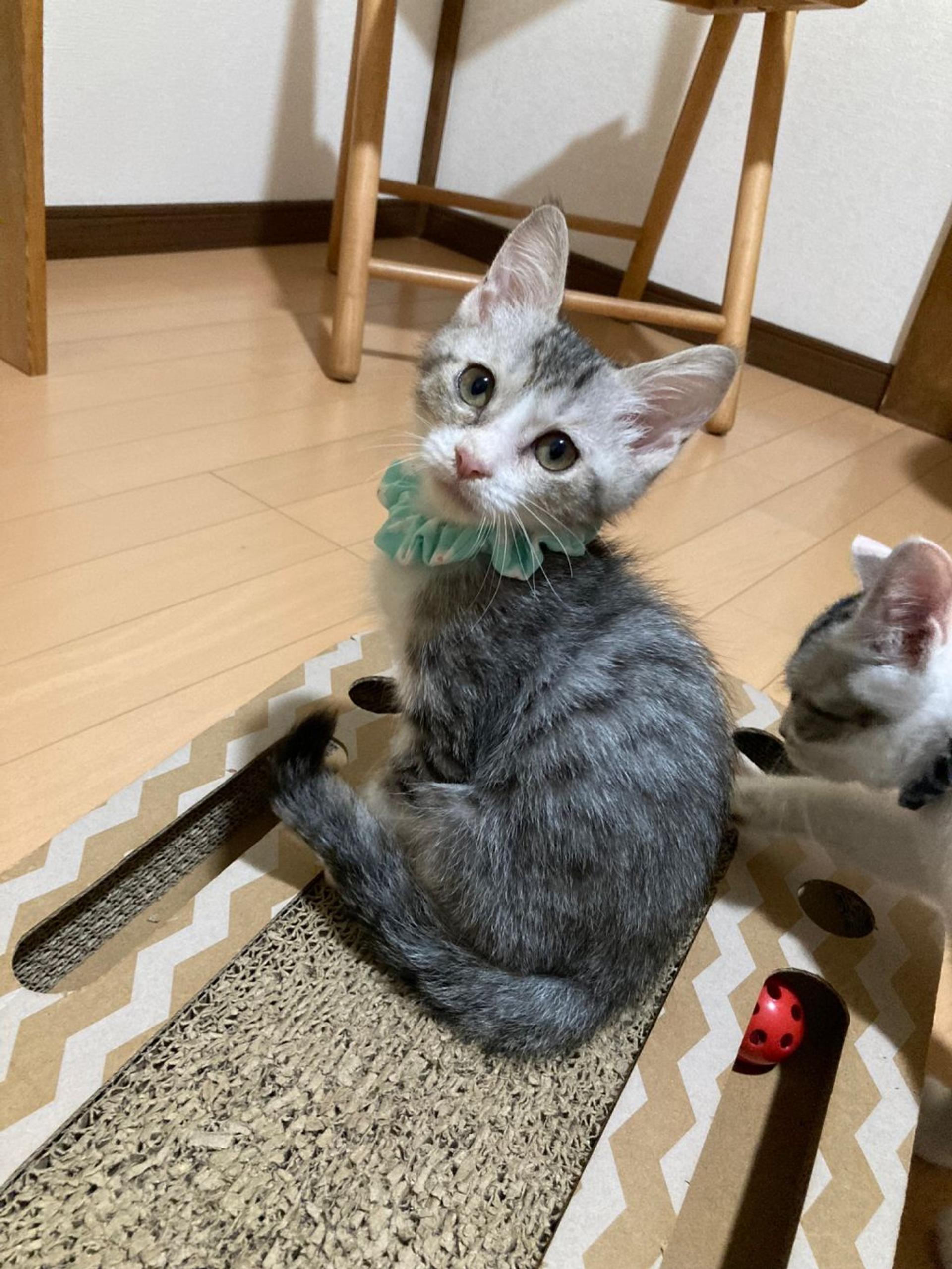 pet-image-7