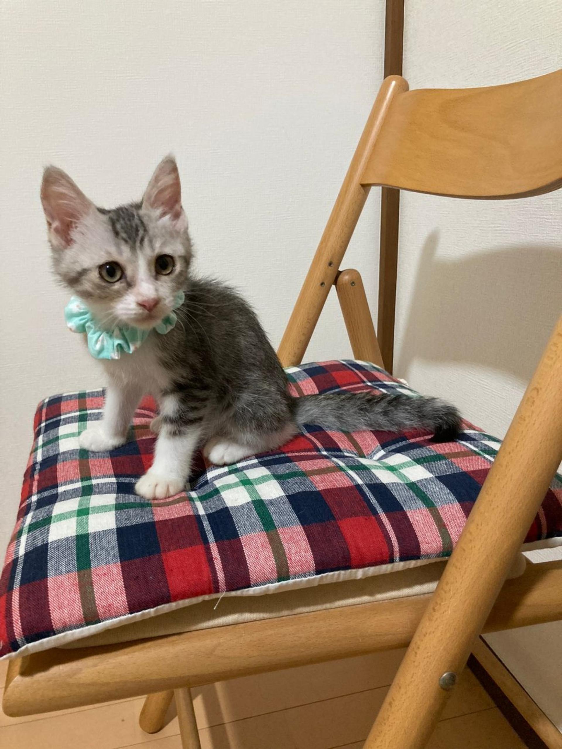 pet-image-9