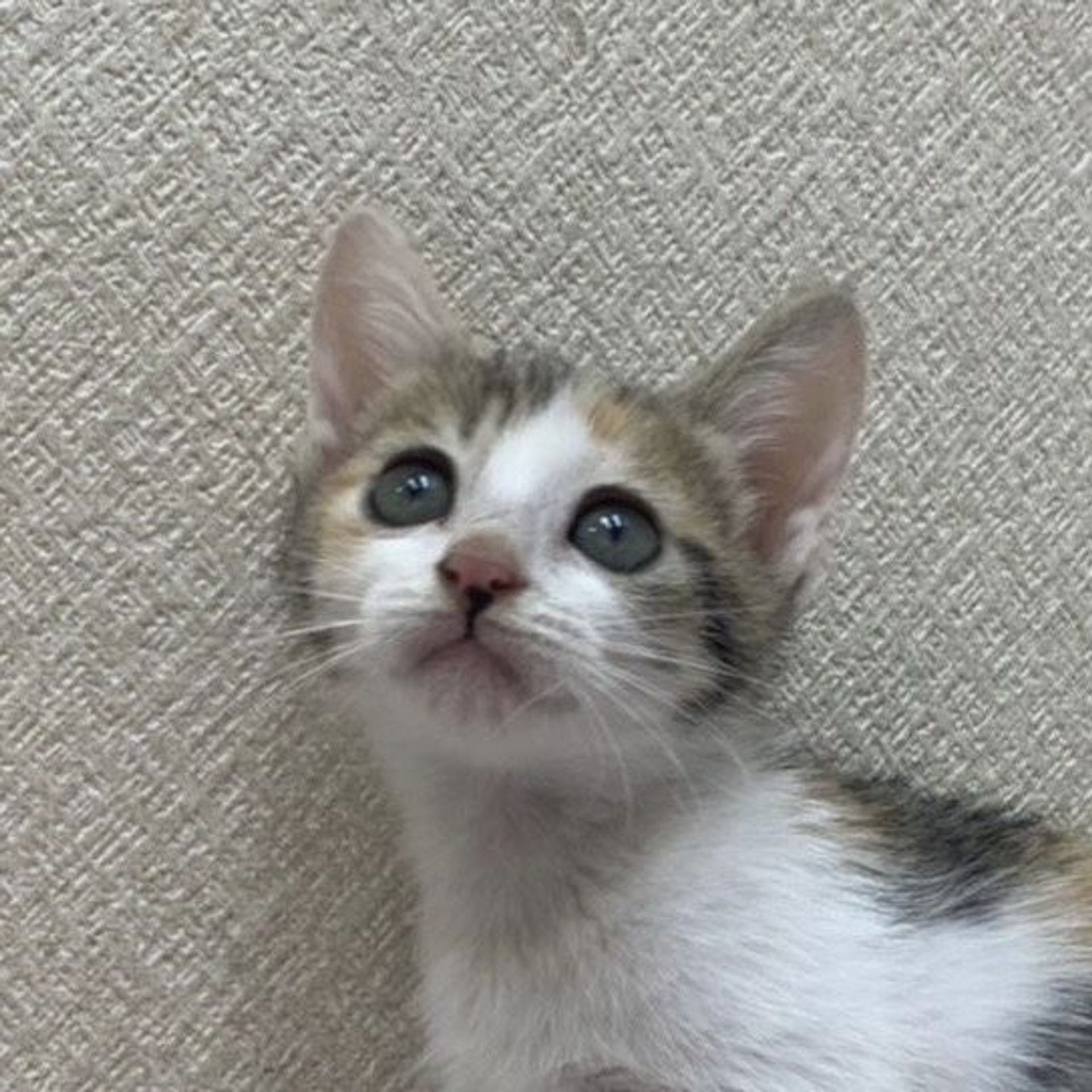 雑種（ミックス猫）・メスの里親募集の写真