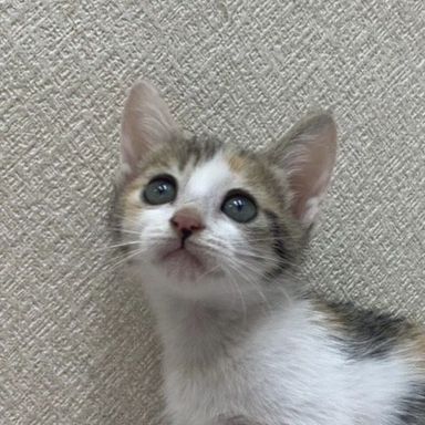バーバリーちゃん★9/18譲渡会参加の写真