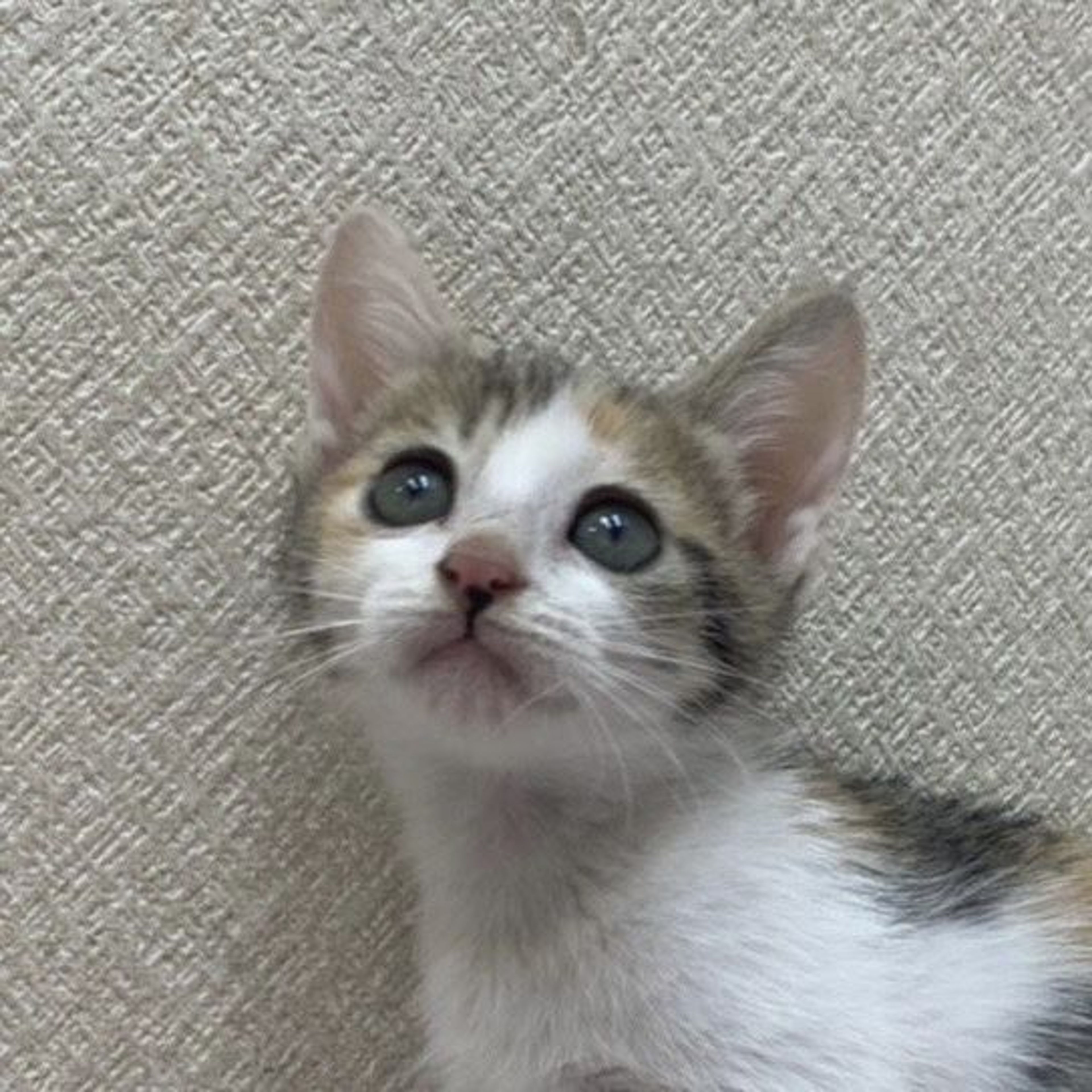雑種（ミックス猫）・メスの里親募集の写真