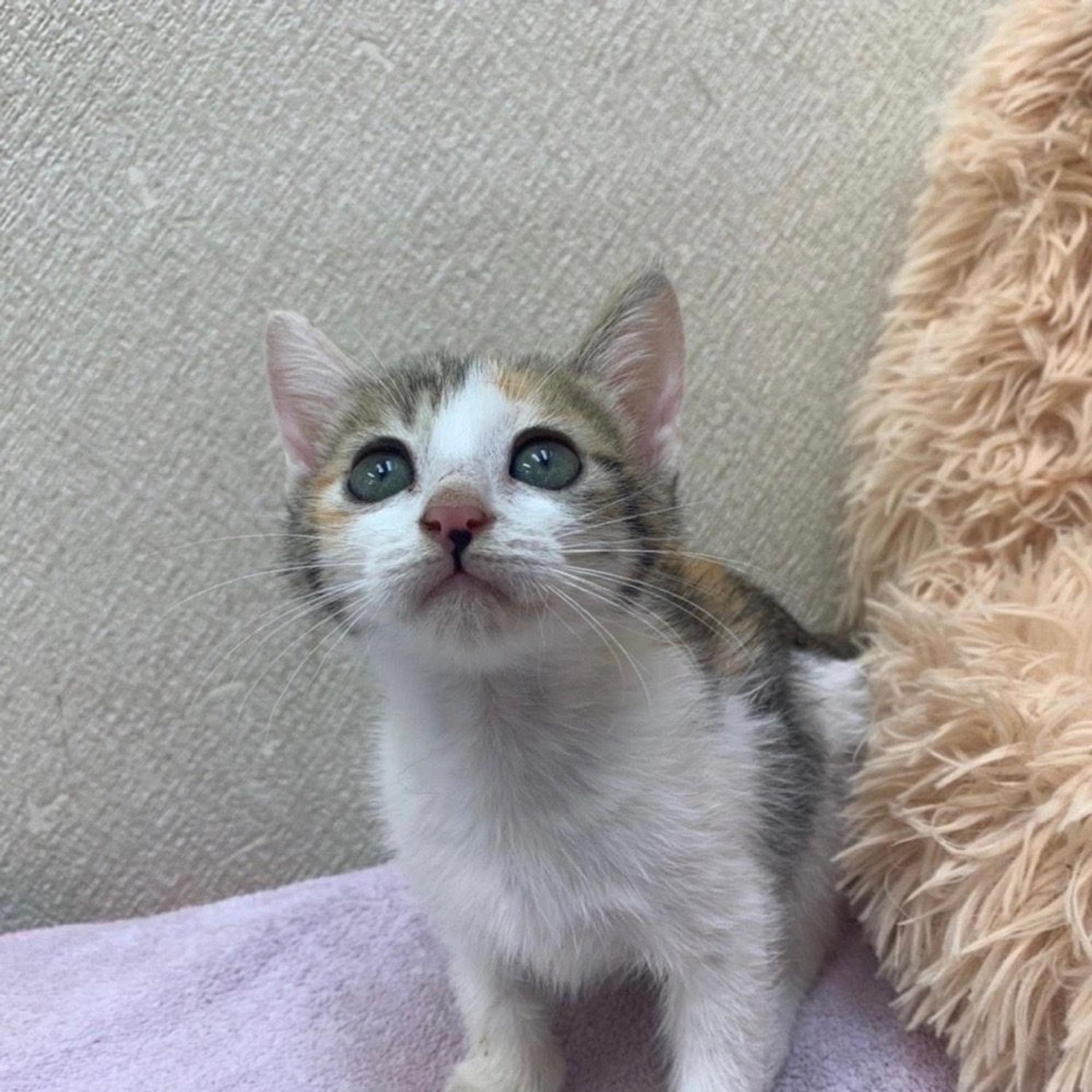 pet-image-2