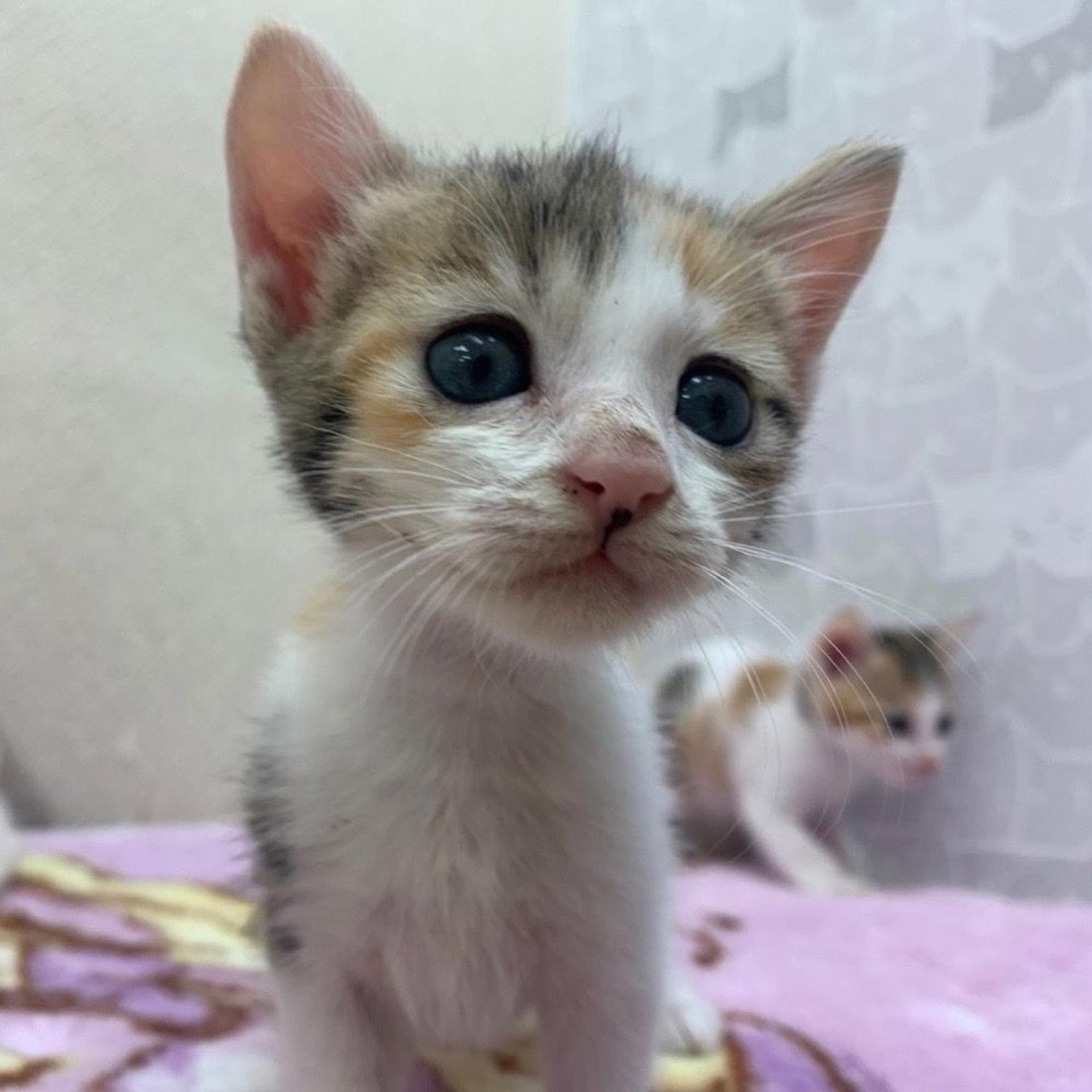 pet-image-4